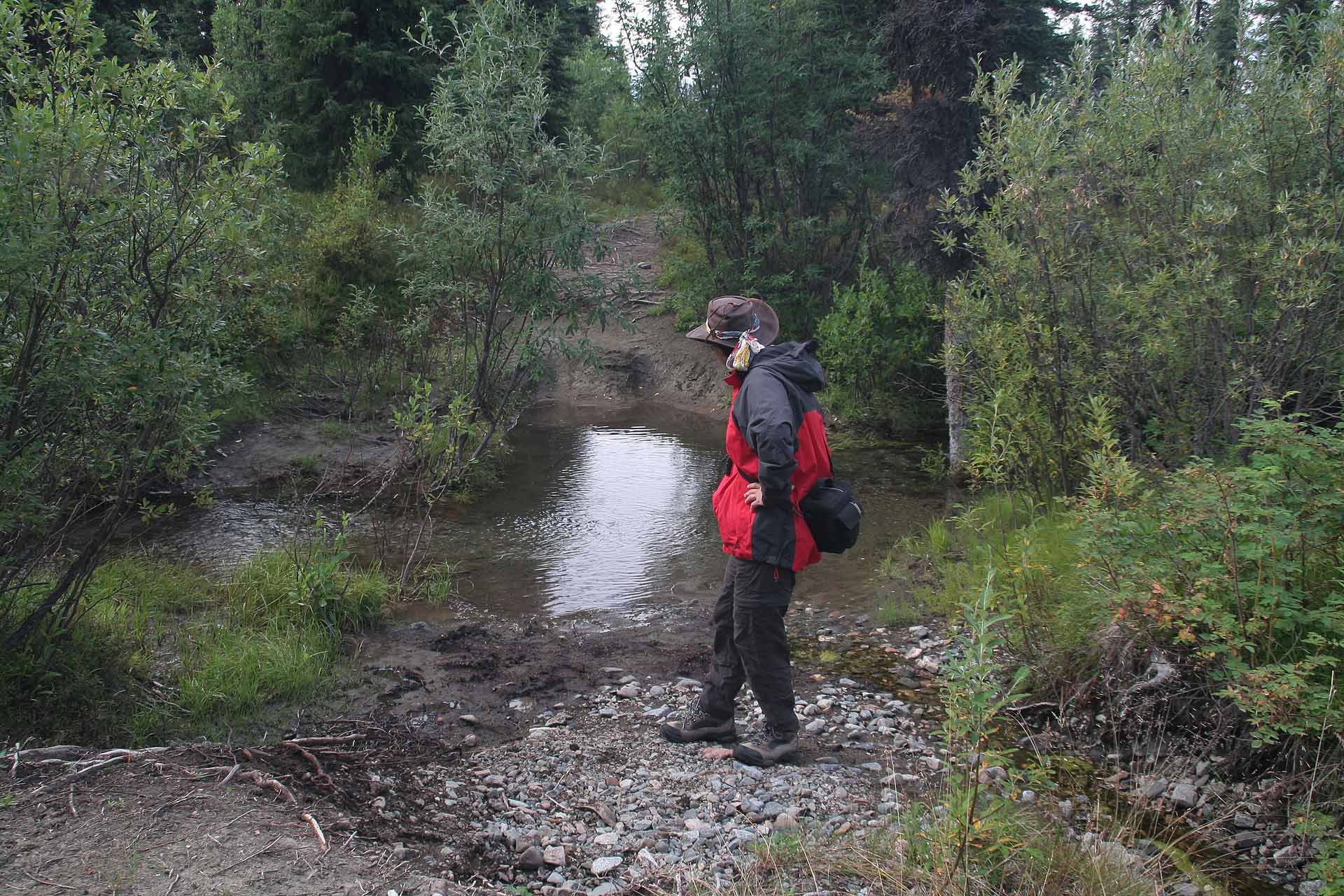 Im Wrangell St. Elias Nationalpark, Alaska , Caribou Trail
