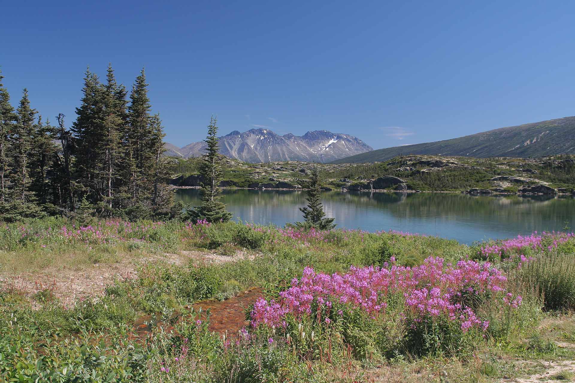 Lake Bennett am Klondike Highway Süd