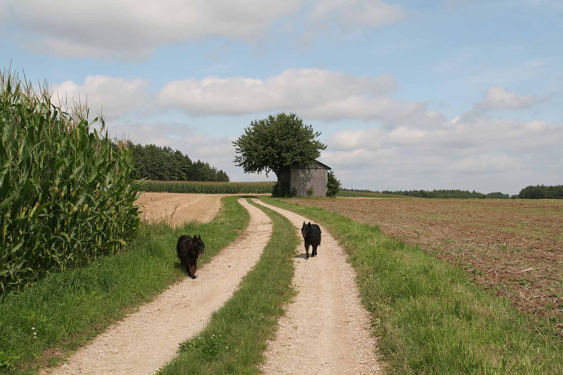 Wanderweg zwischen Wüstenstein und Veilbronn