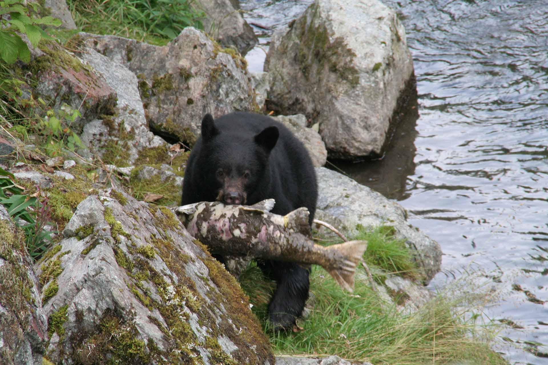 Hyder, Alaska, am Fishcreek - Die Lachse locken hungrige Bären an