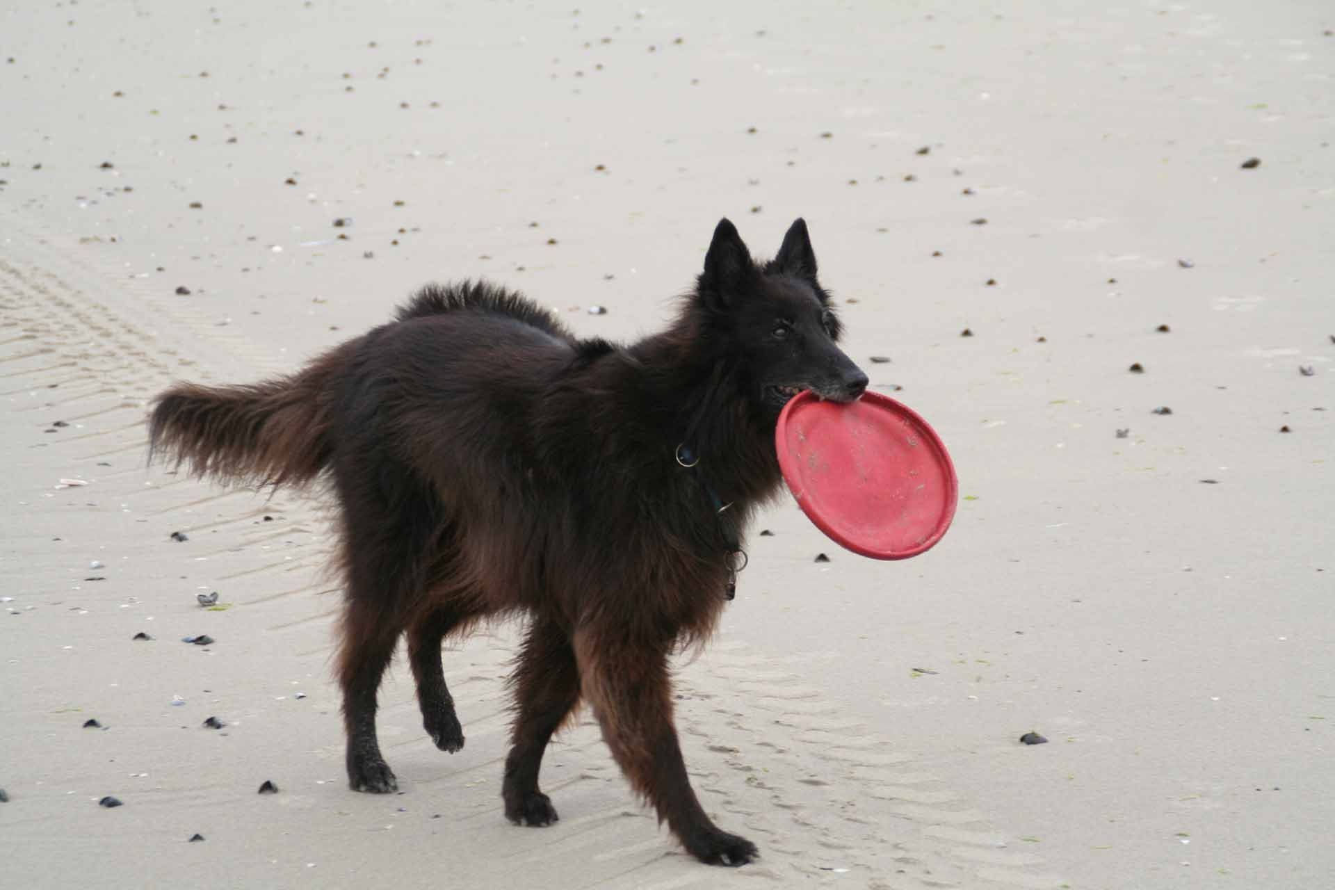 Quend Plage in der Picardie - Unser Hund braucht immer wieder ein Gelände zum Austoben