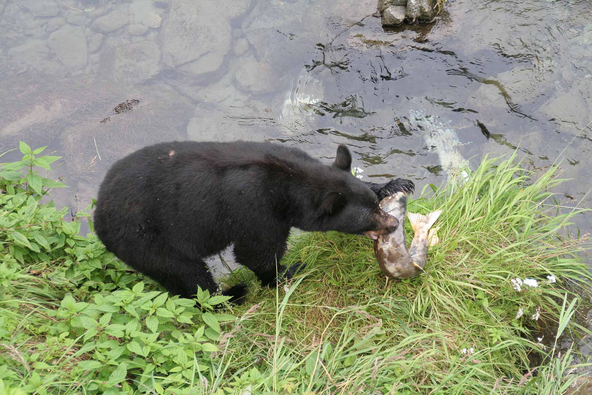 Hyder, Alaska, am Fishcreek
