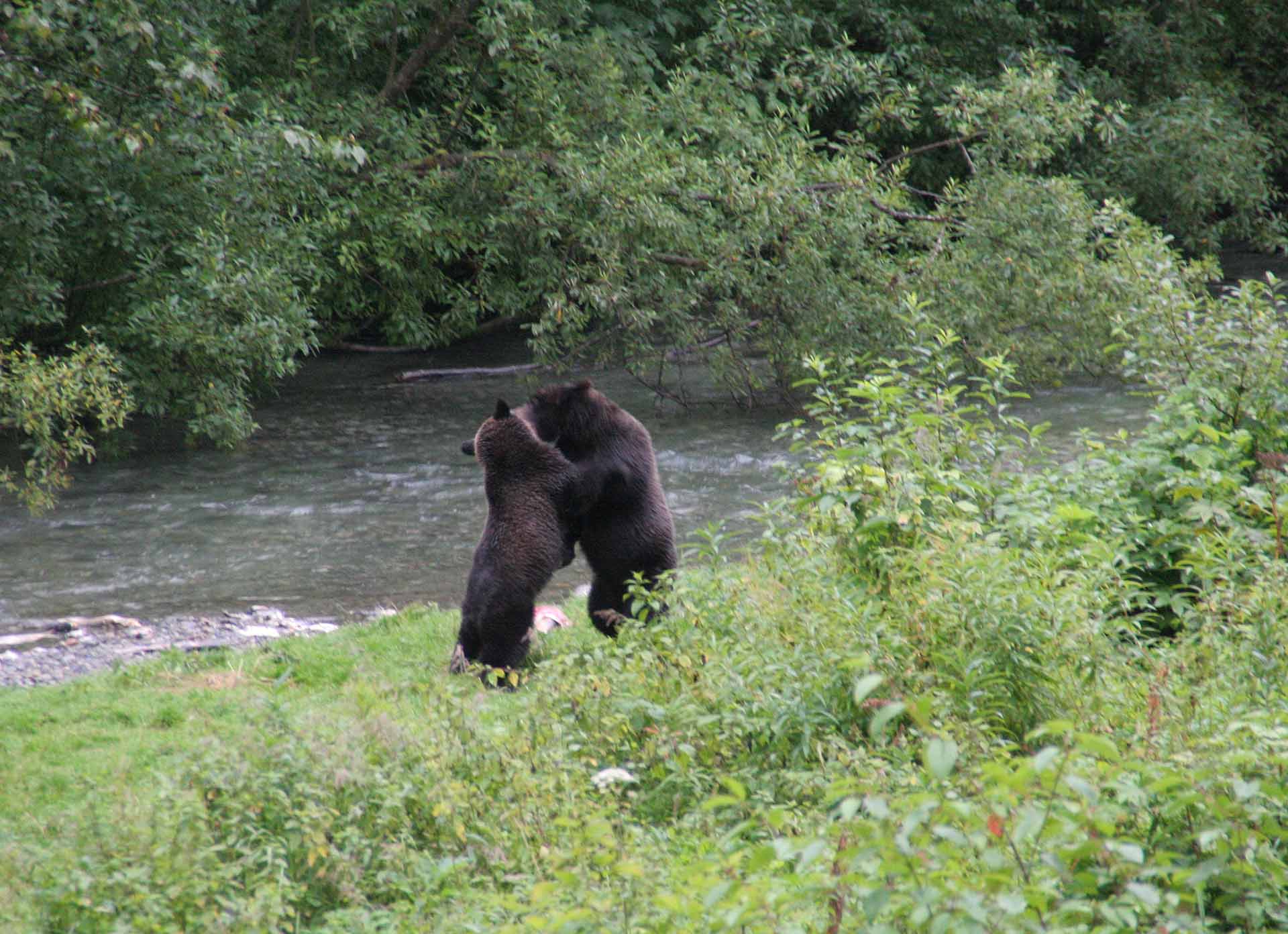 Hyder, Alaska, am Fishcreek - Mama Grizzlys Nachwuchs ist schon satt