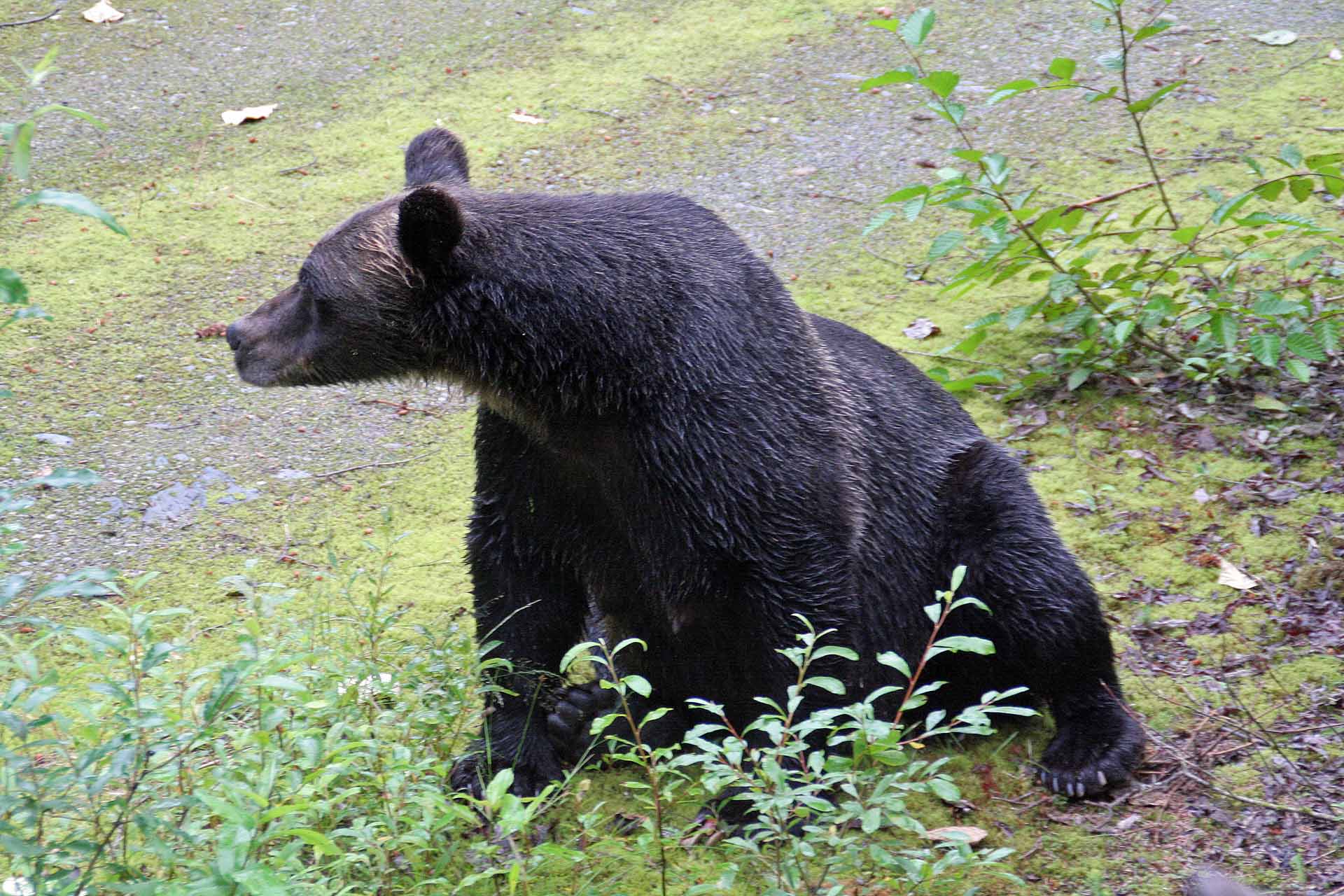 Hyder, Alaska, am Fishcreek  - Mama Grizzly