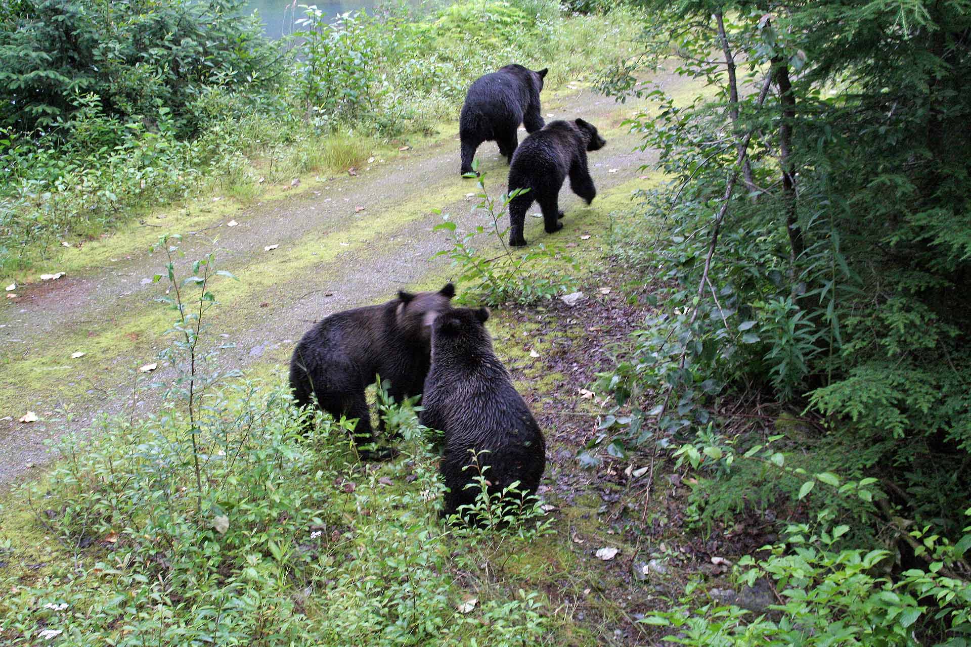 Hyder, Alaska, am Fishcreek - Auch eine Grizzly-Familie kommt zum Lachsfang