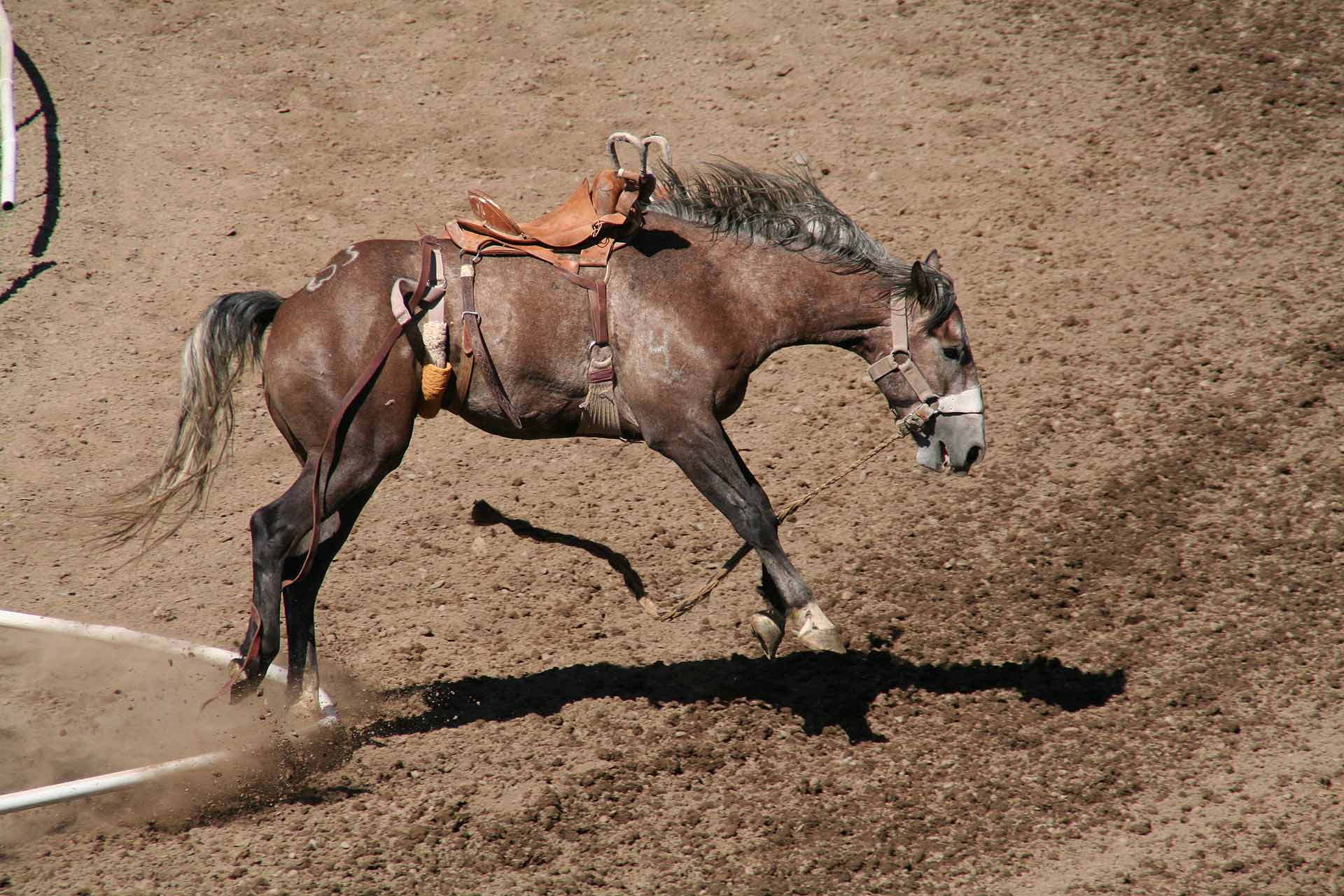 Rodeo in Pendleton, Oregon - Der Flankengurt soll die Tiere zum Bocken bringen und ist ganz sicher Tierquälerei