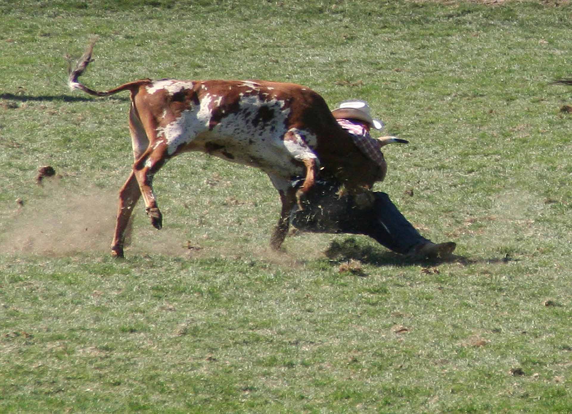 Rodeo in Pendleton, Oregon - Stierwrestling