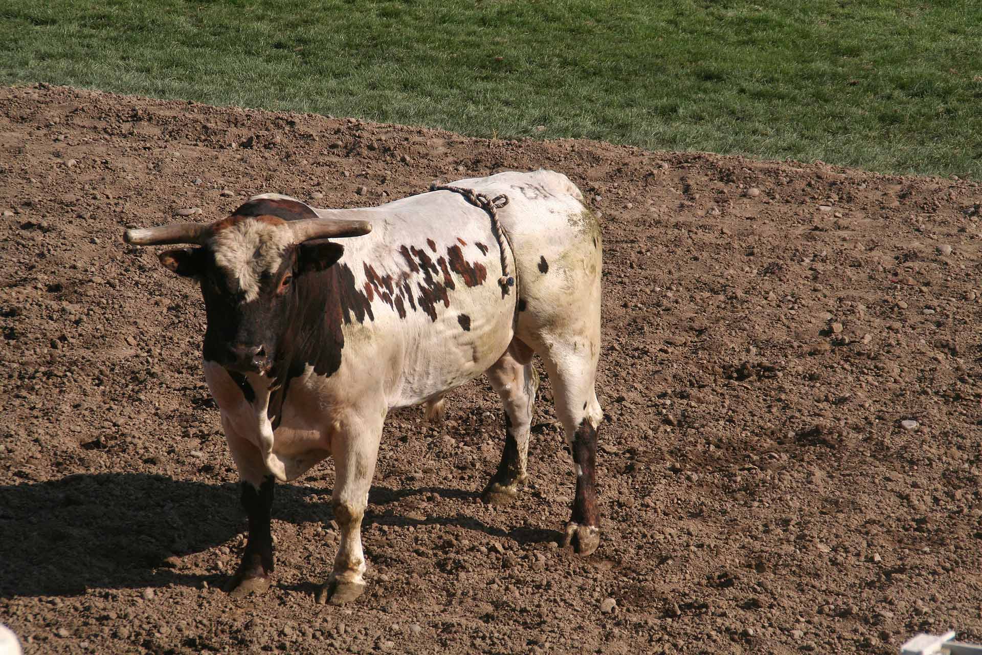 Rodeo in Pendleton, Oregon - Auch die Bullen werden mit einem Gurt malträtiert
