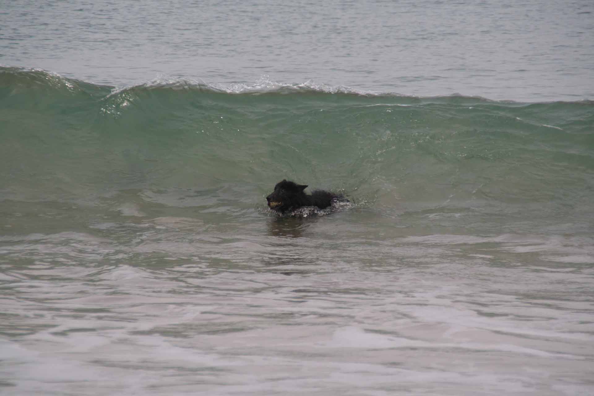 Bretagne - Unsere Wasserratte scheut auch vor der Brandung am Pléhérel Plage nicht zurück.