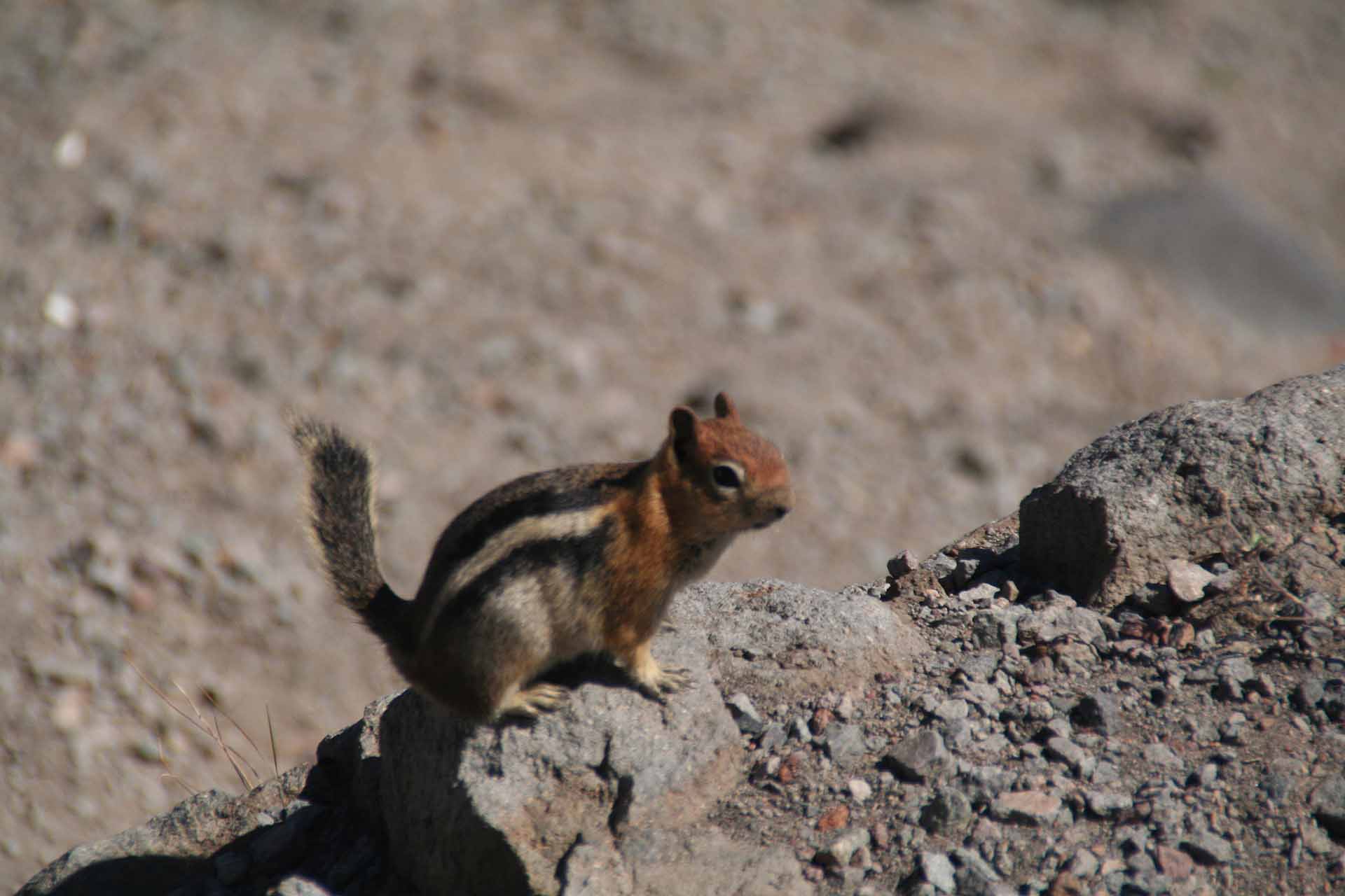 Die kleinen Chipmunks sitzen überall