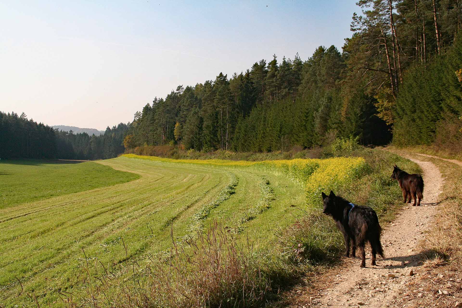 Ein Wanderweg bei Rauhenfels