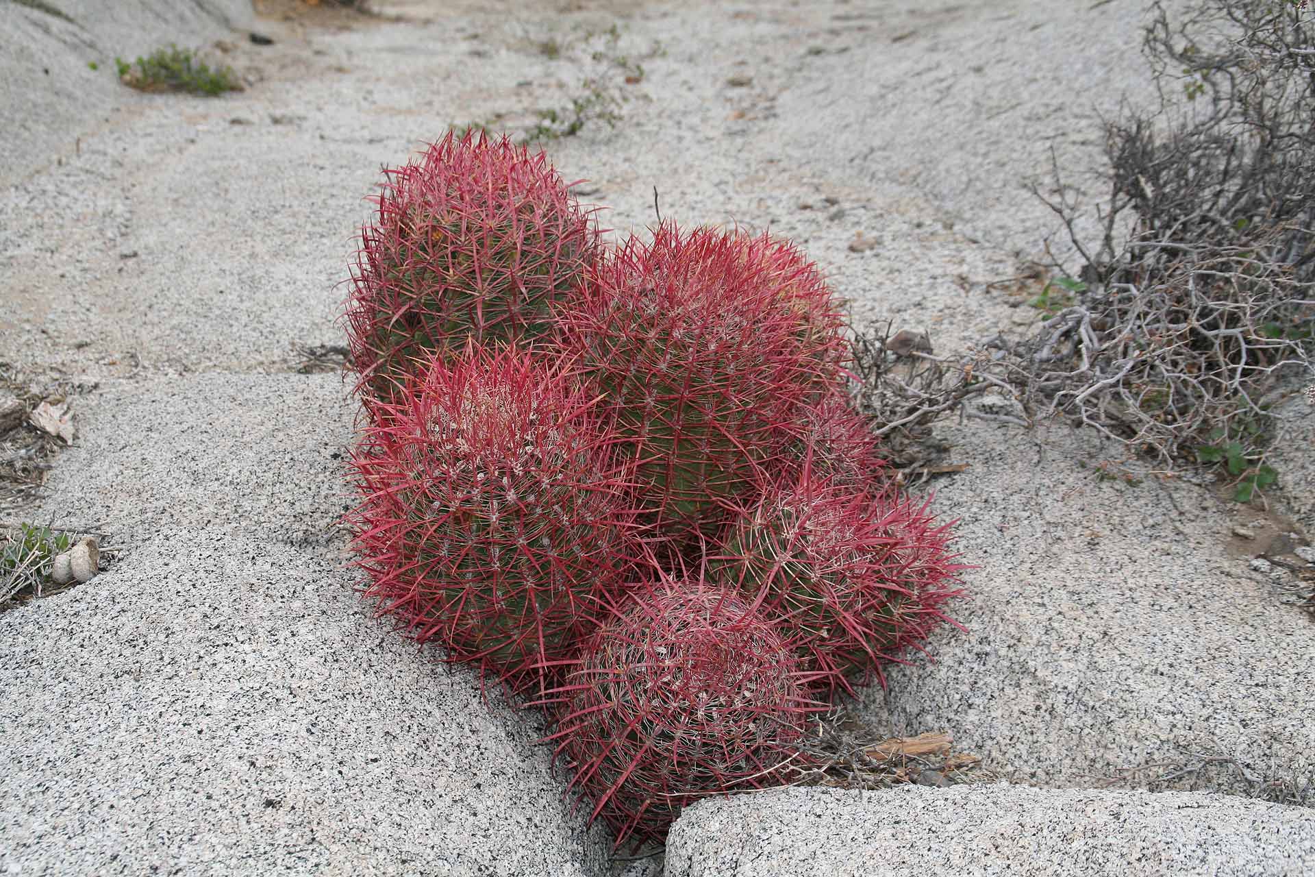 Parque Natural del Desierto Central de Baja California - Nicht alle Kakteen werden so riesig.
