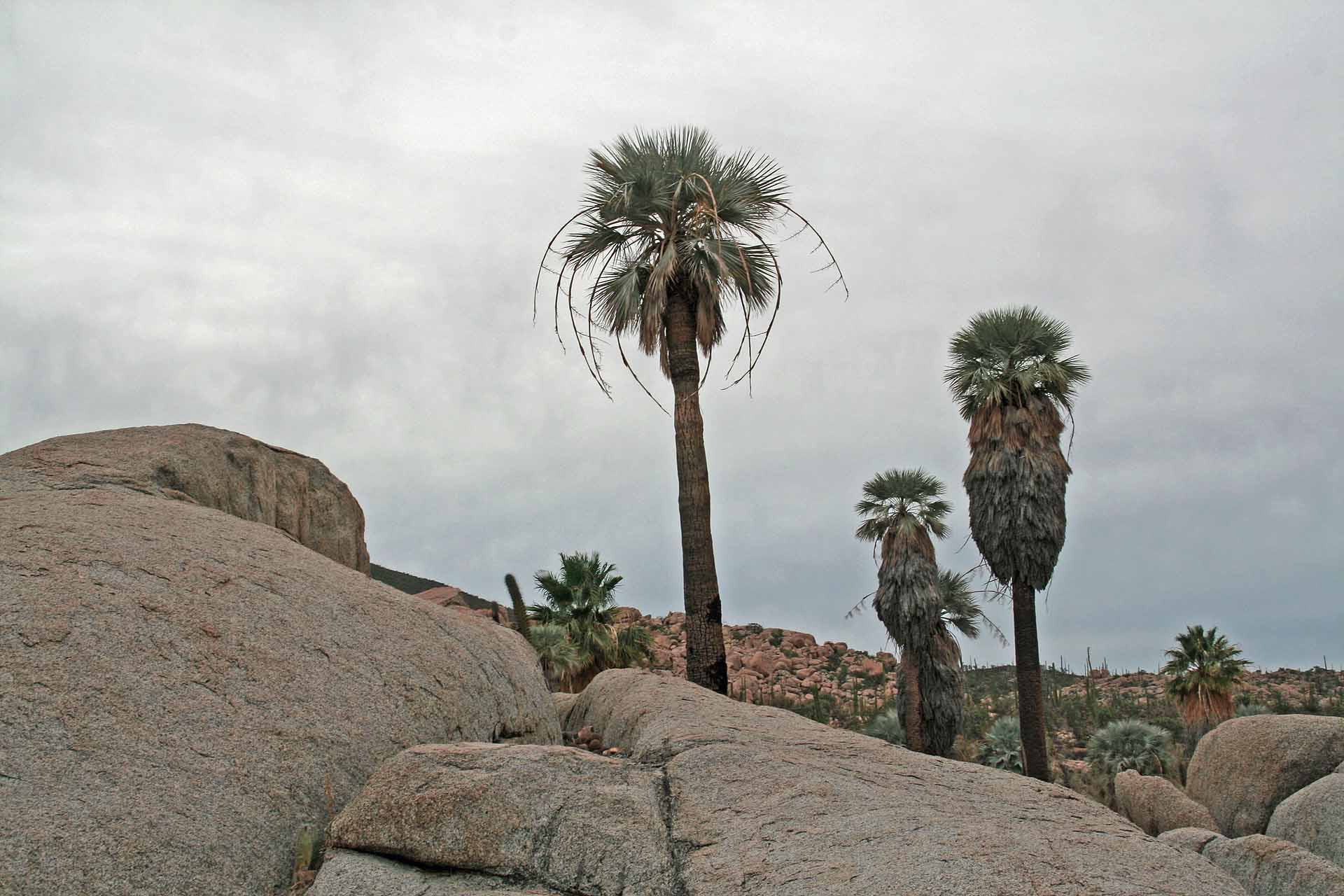 Parque Natural del Desierto Central de Baja California - Palmen und Kakteen wachsen hier in trauter Eintracht