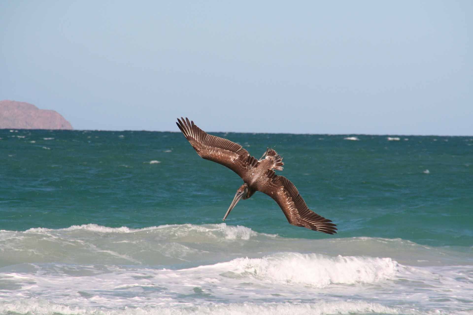 Baja California, Mexiko - Camping am Playa el Tecolote - Das Meer ist fischreich