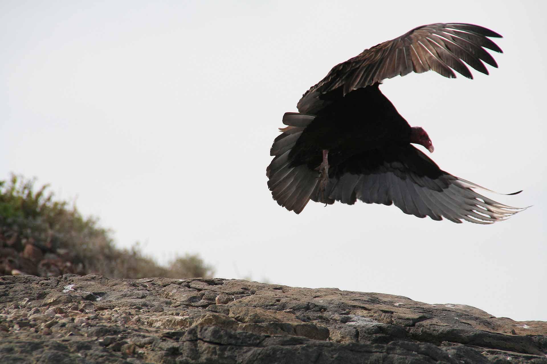 Baja California, Mexiko - Camping am Playa el Tecolote - Geier gehören zur Wüste dazu. Sie sind keine Schönheit, aber wichtig fürs Ökosystem