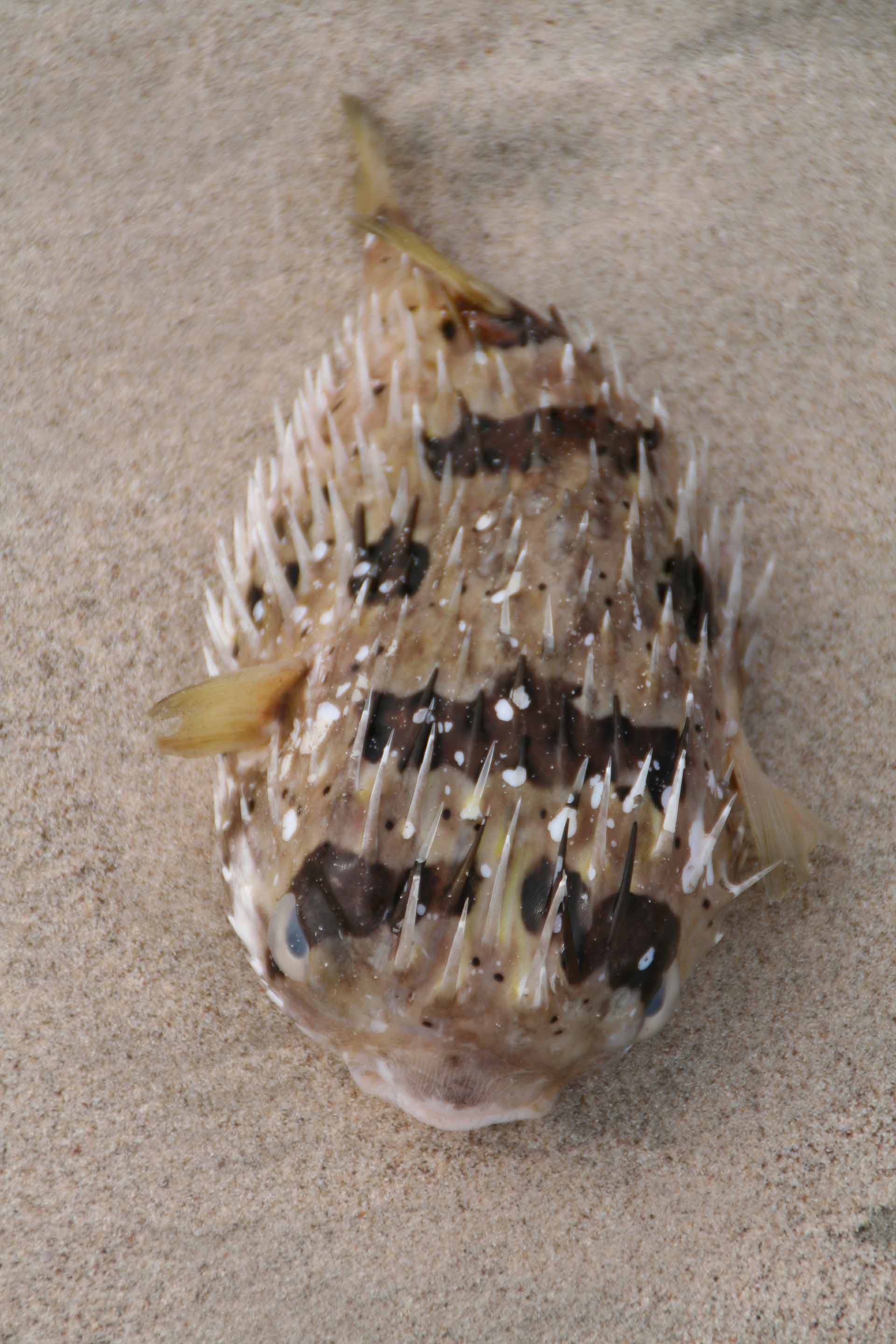 Baja California, Mexiko - Igelfisch