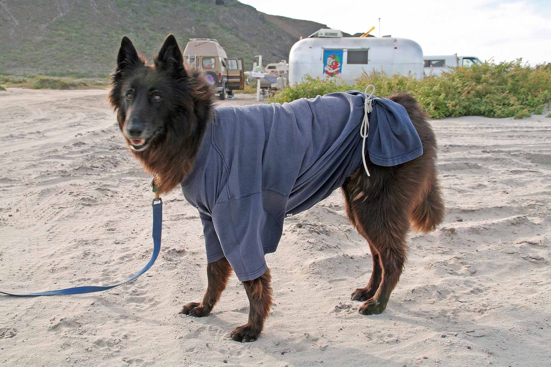 Baja California, Mexiko - Camping am Playa el Tecolote - Hund