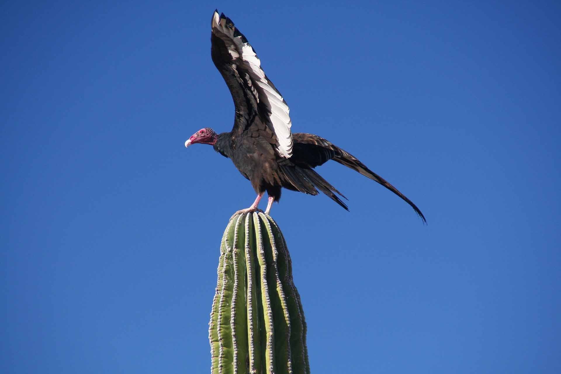 Baja California, Mexiko - Camping am Playa el Tecolote - Wildwest-Szenario