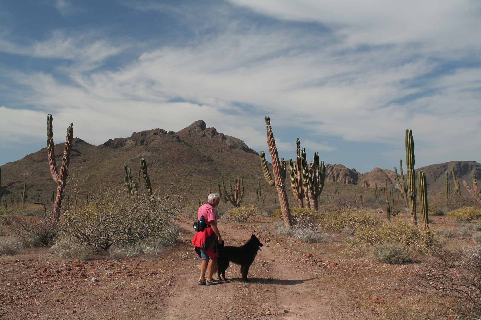 Baja California, Mexiko - Camping am Playa el Tecolote - Die Umgebung von Tecolote kann es mit jedem US-Kaktuspark aufnehmen