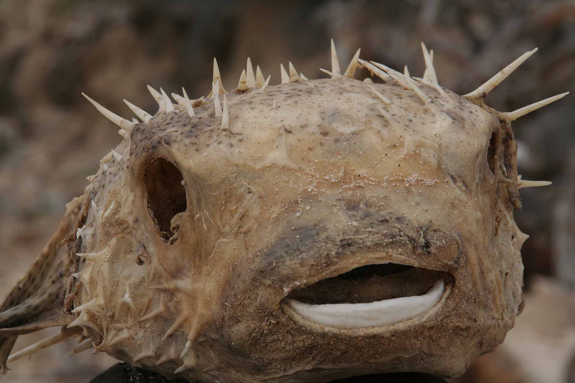 Baja California, Mexiko - Igelfisch