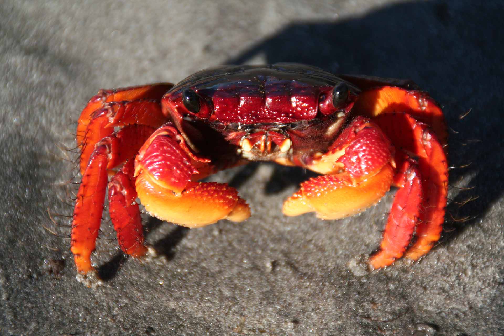 Baja California, Mexiko - Die Krabbe hat sich so schön in Positur gestellt