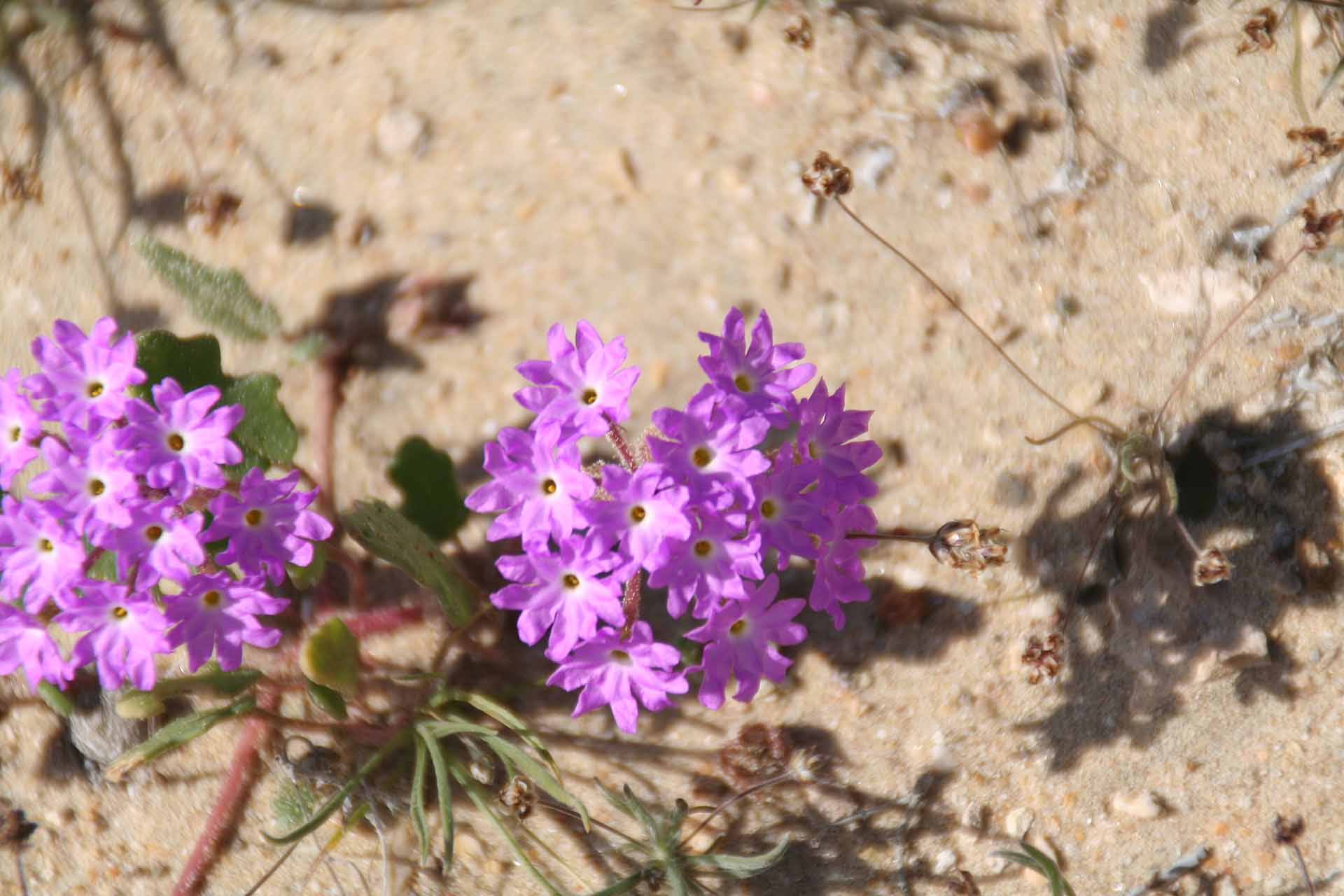 Baja California, Mexiko - Laguna Ojo de Liebre - Frühjahrsblüte
