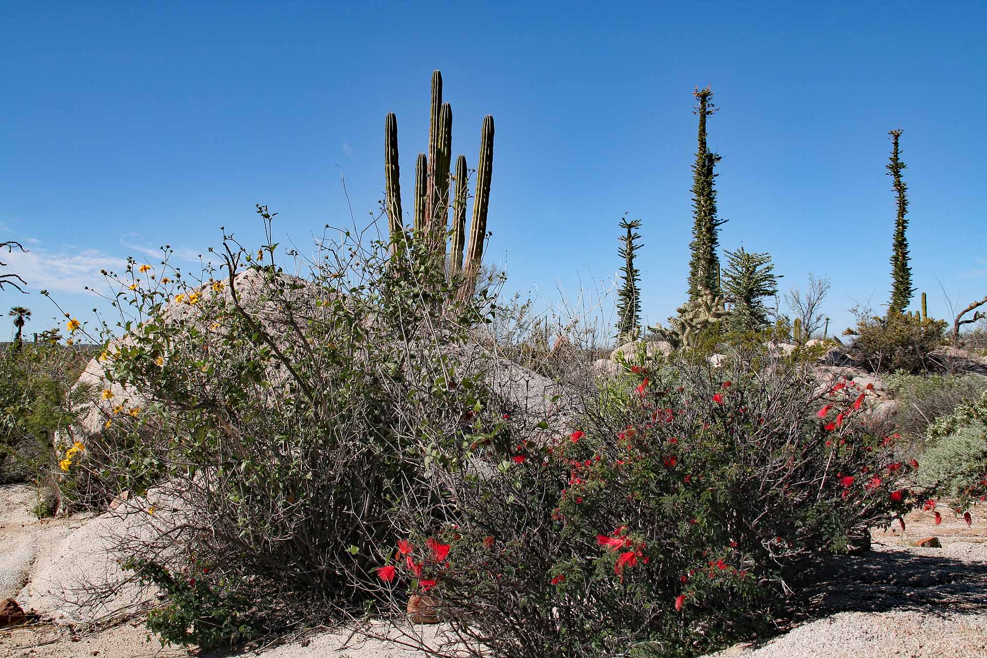 Parque Natural del Desierto Central de Baja California - Der Naturpark zentrale Wüste der Baja California