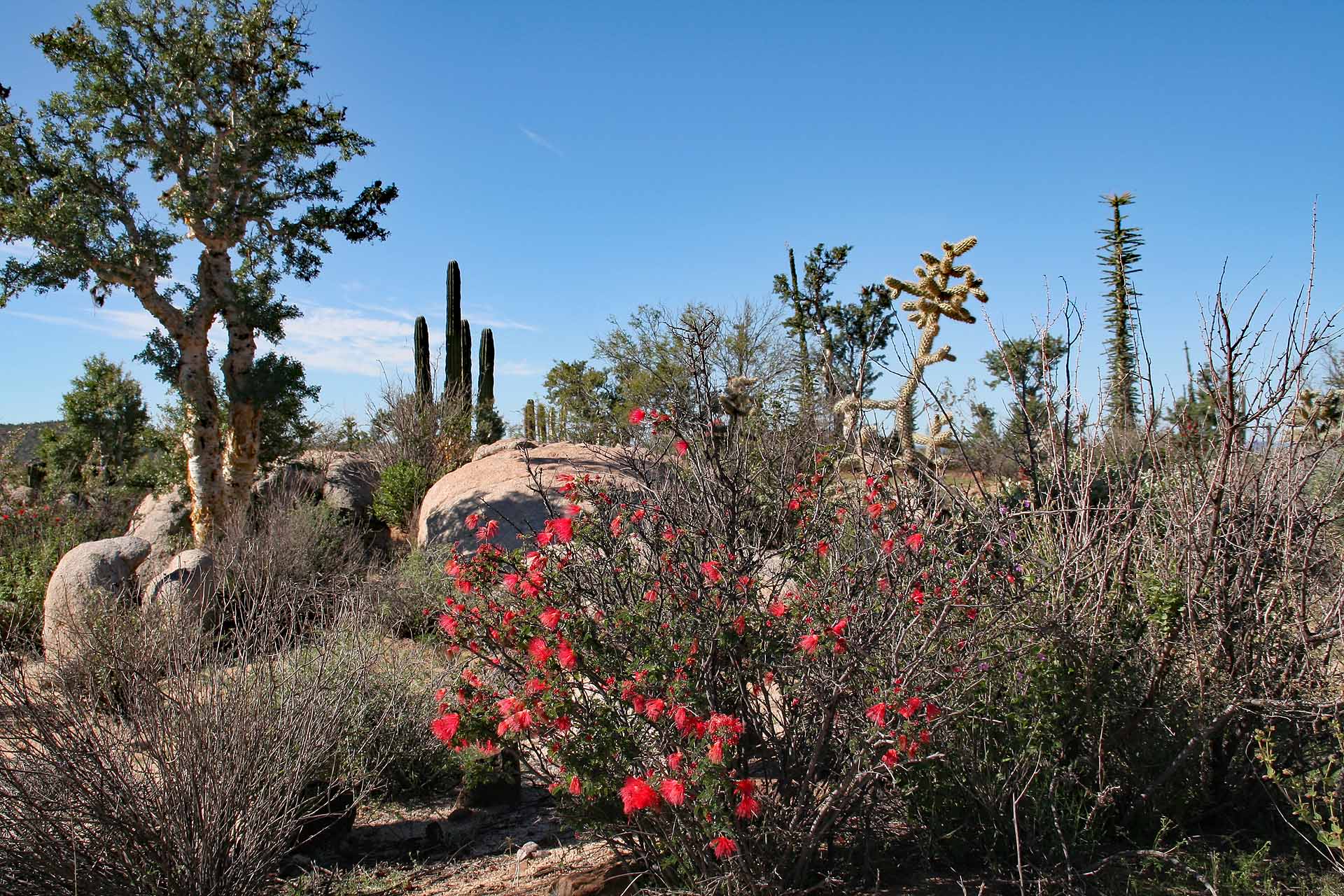Parque Natural del Desierto Central de Baja California - Die Wüste blüht.