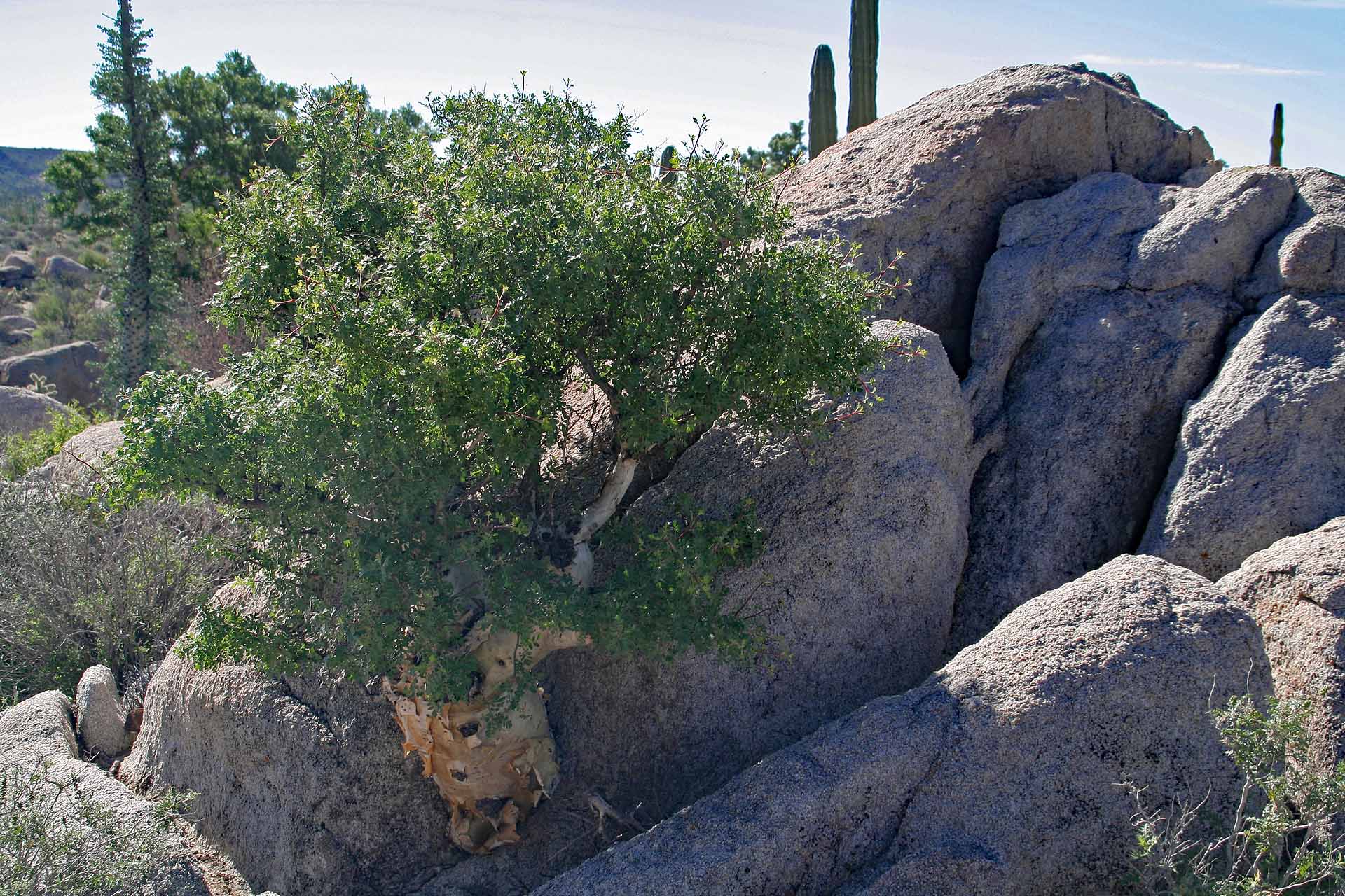 Parque Natural del Desierto Central de Baja California - Die Natur findet immer einen Weg