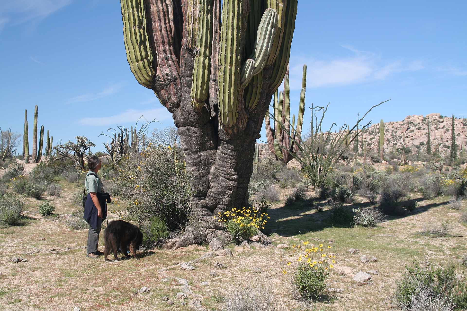 Parque Natural del Desierto Central de Baja California - Erst nach 100 Jahren verzweigen sie sich zum ersten Mal.++