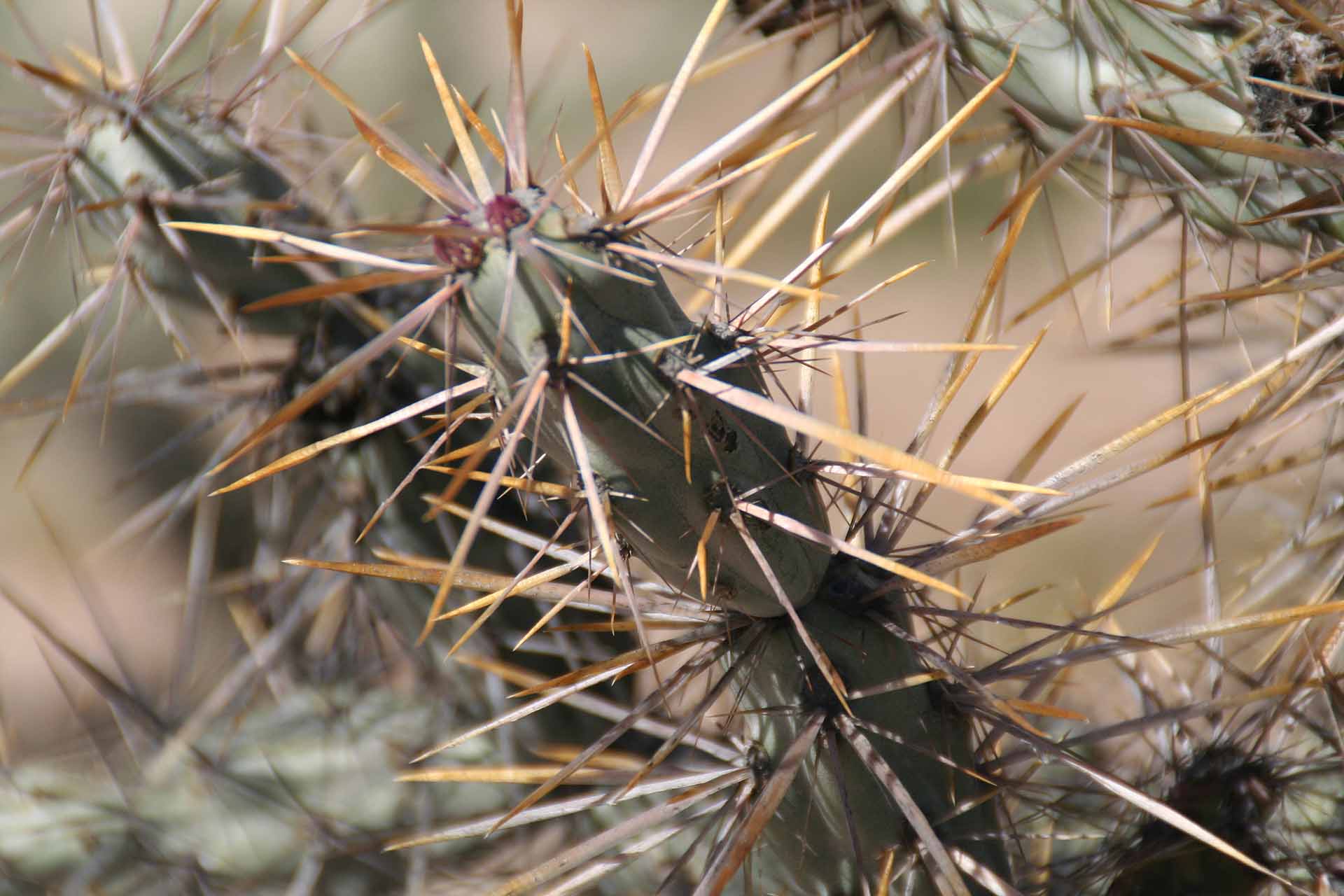 Parque Natural del Desierto Central de Baja California - Die Stacheln dieses Kaktus haben unangenheme Widerhaken.