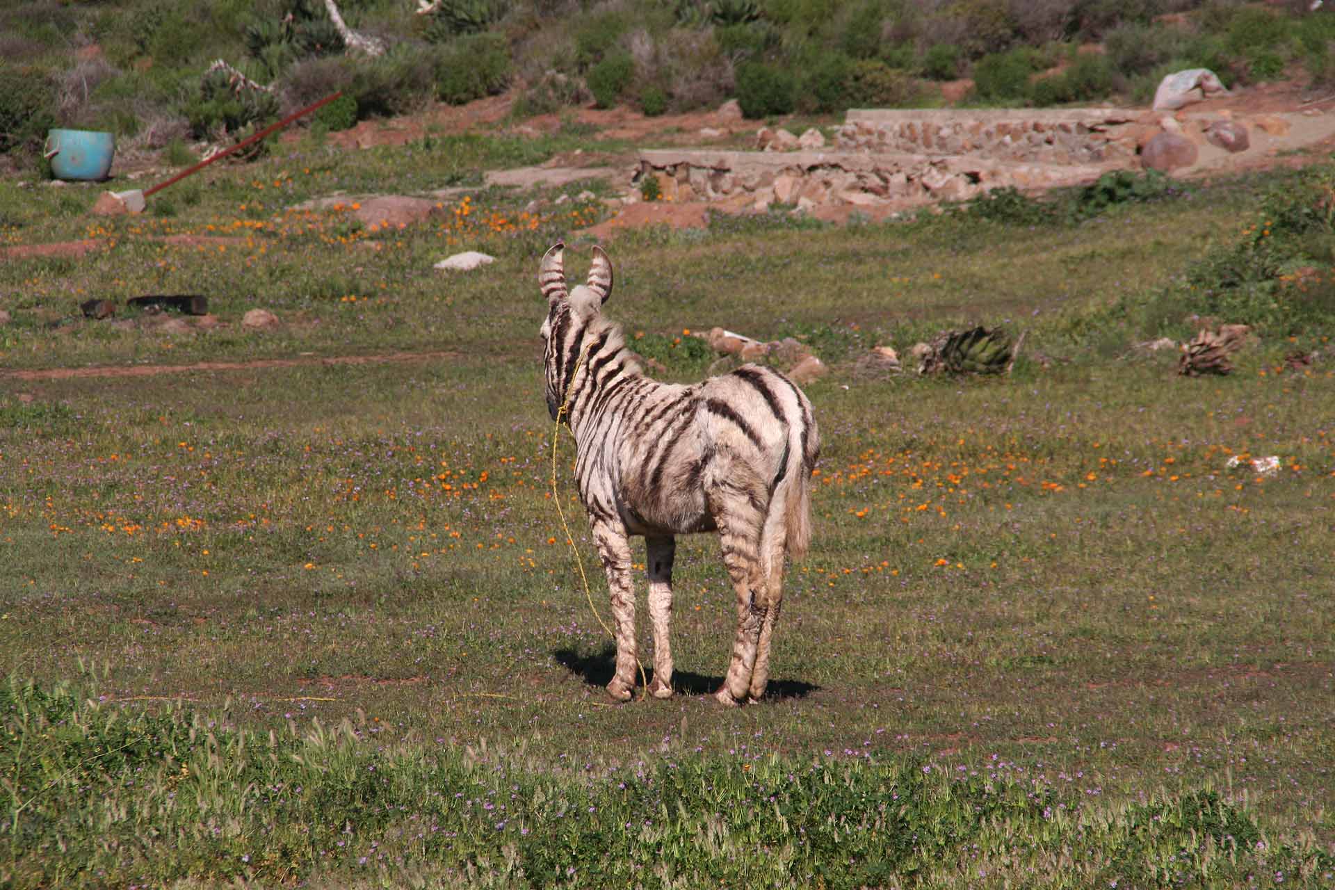 Baja California - Ein Zebra in Mexiko???