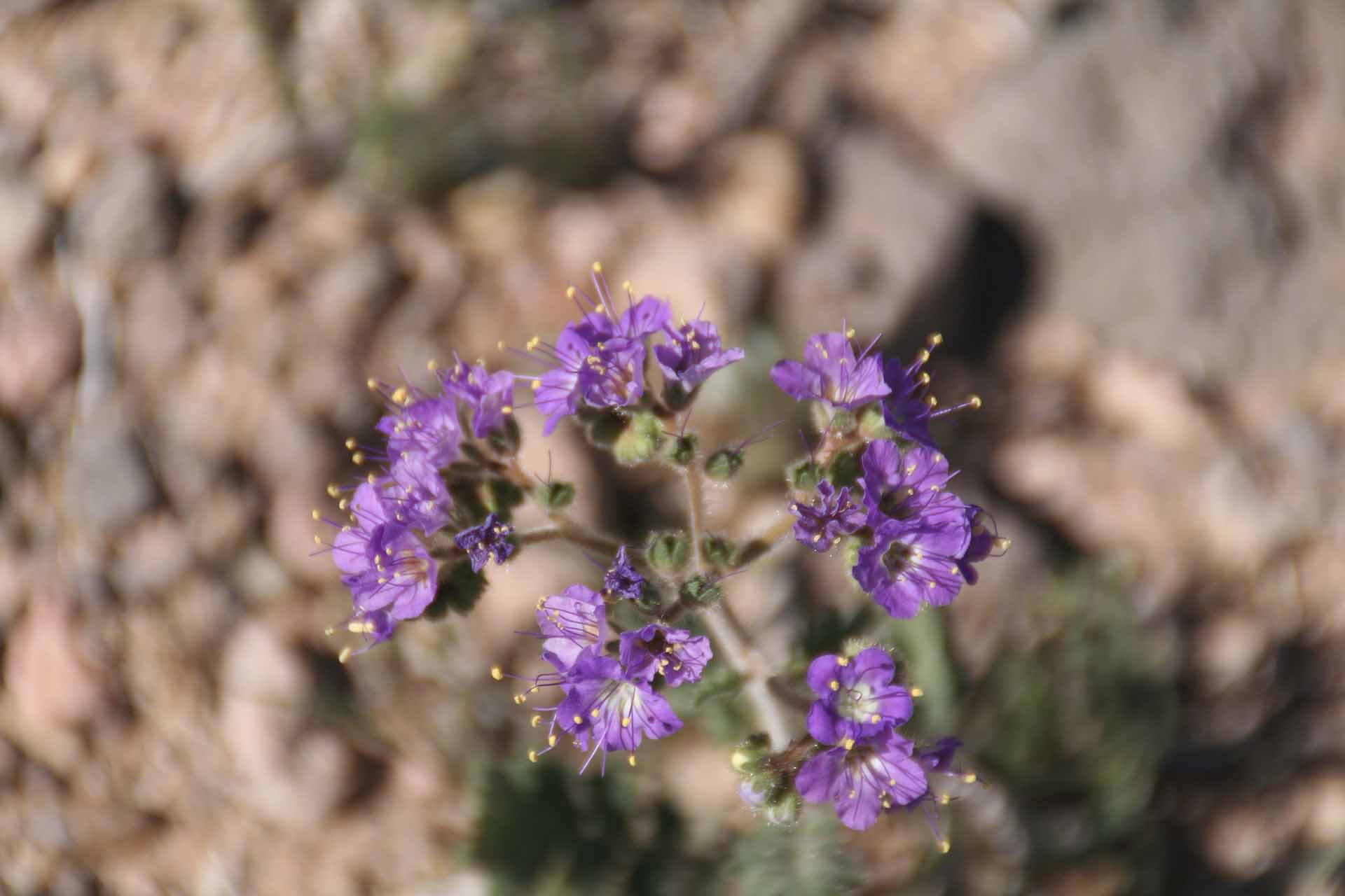 Winterhaven bei Yuma, AZ/CA - Auch am Senator Wash hat inzwischen die Frühjahrsblüte eingesetzt.