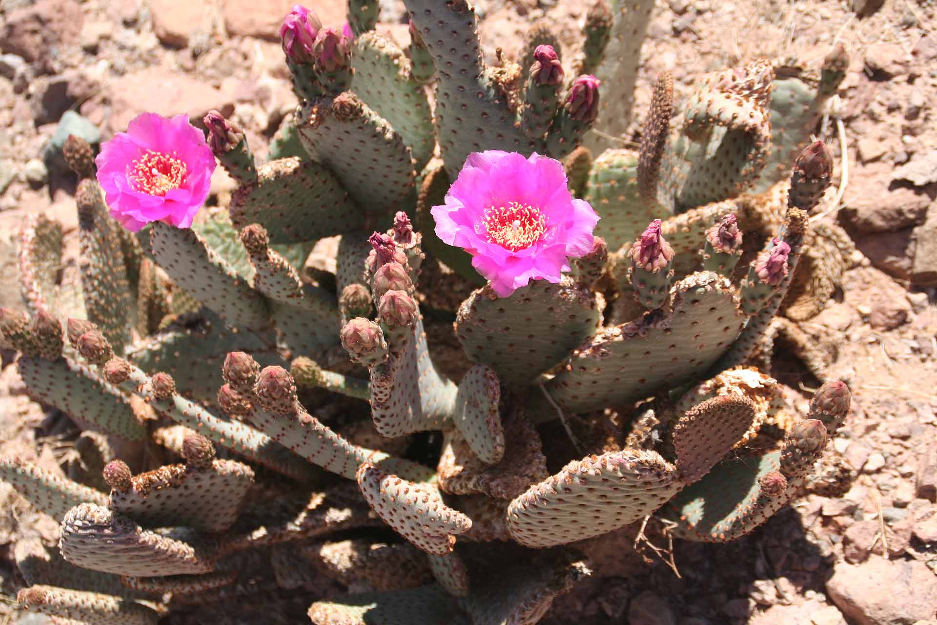 Winterhaven bei Yuma, AZ/CA - Auch am Senator Wash hat inzwischen die Frühjahrsblüte eingesetzt.