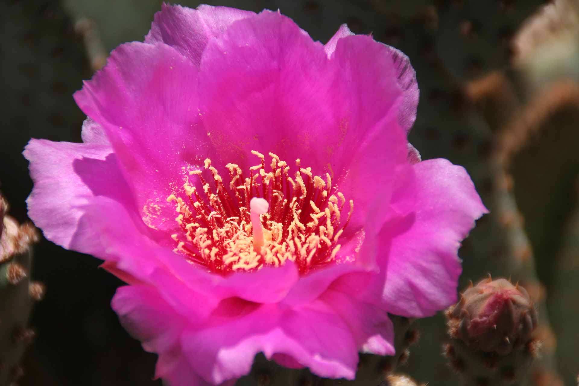 Winterhaven bei Yuma, AZ/CA - Auch am Senator Wash hat inzwischen die Frühjahrsblüte eingesetzt.