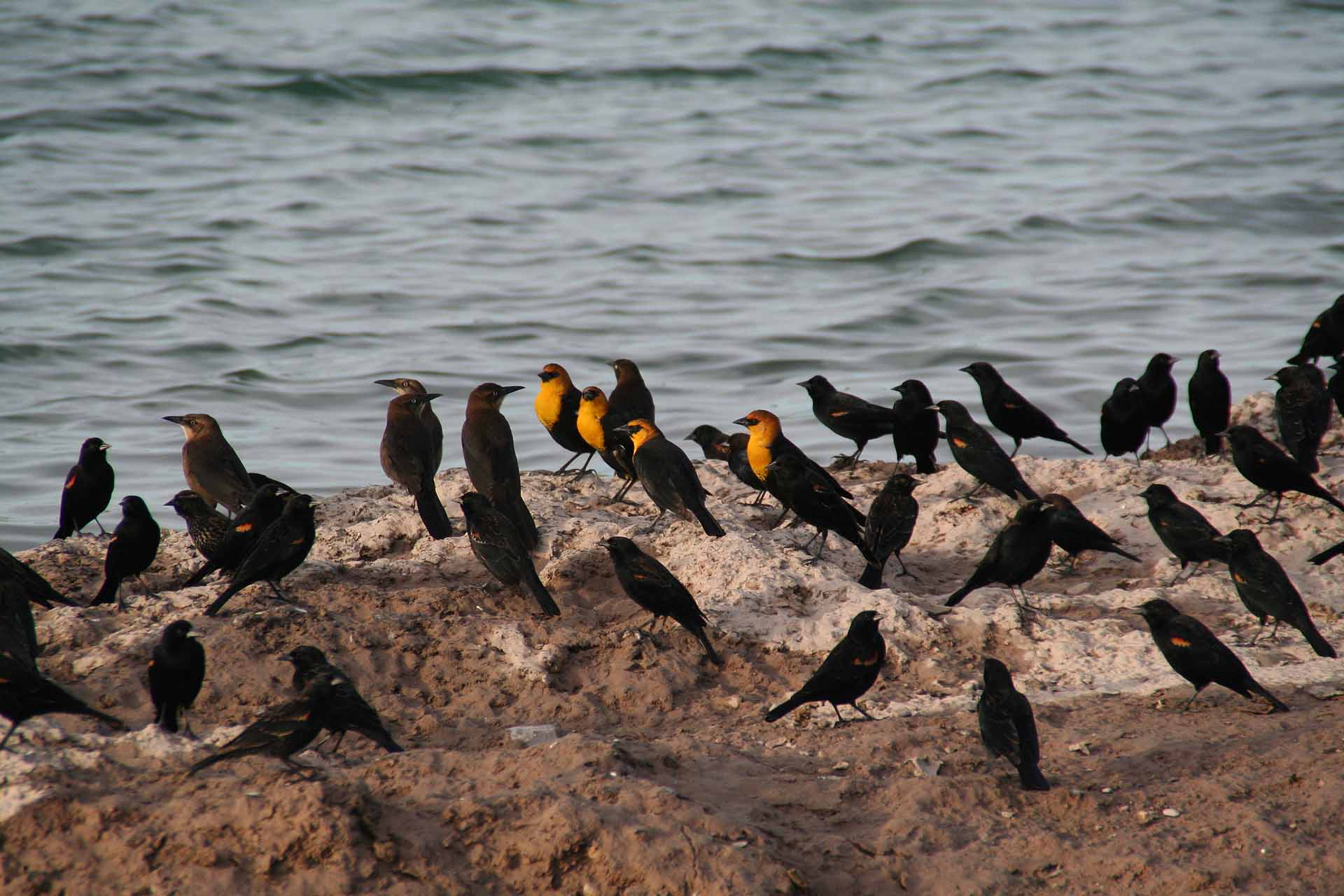 Winterhaven bei Yuma, AZ/CA - Longterm Camping Area - Auch die gefiederten Snowbirds sind da.