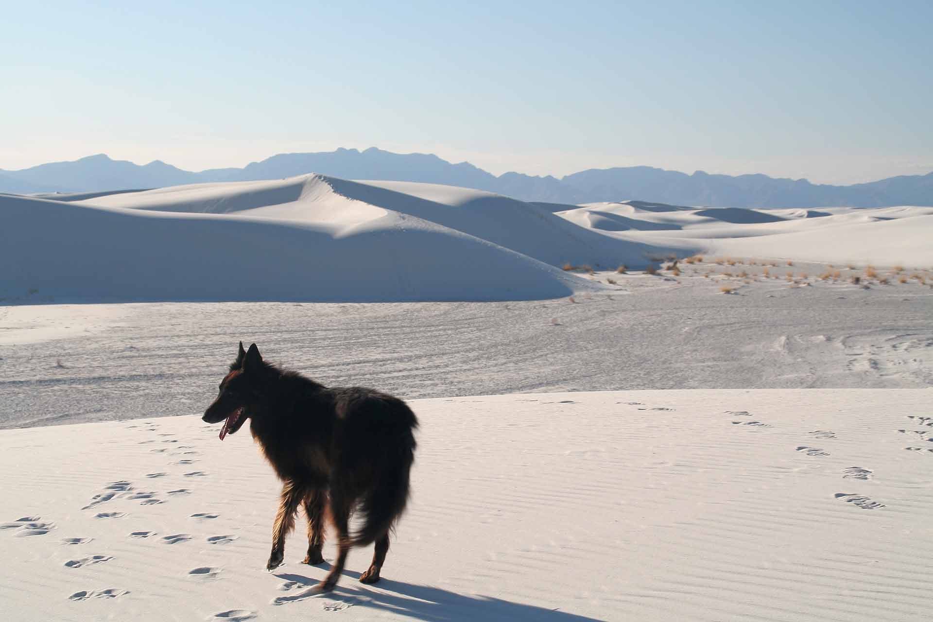 Das White Sands Nationalmonument, New Mexico - Unserem Hund gefällt der falsche Schnee
