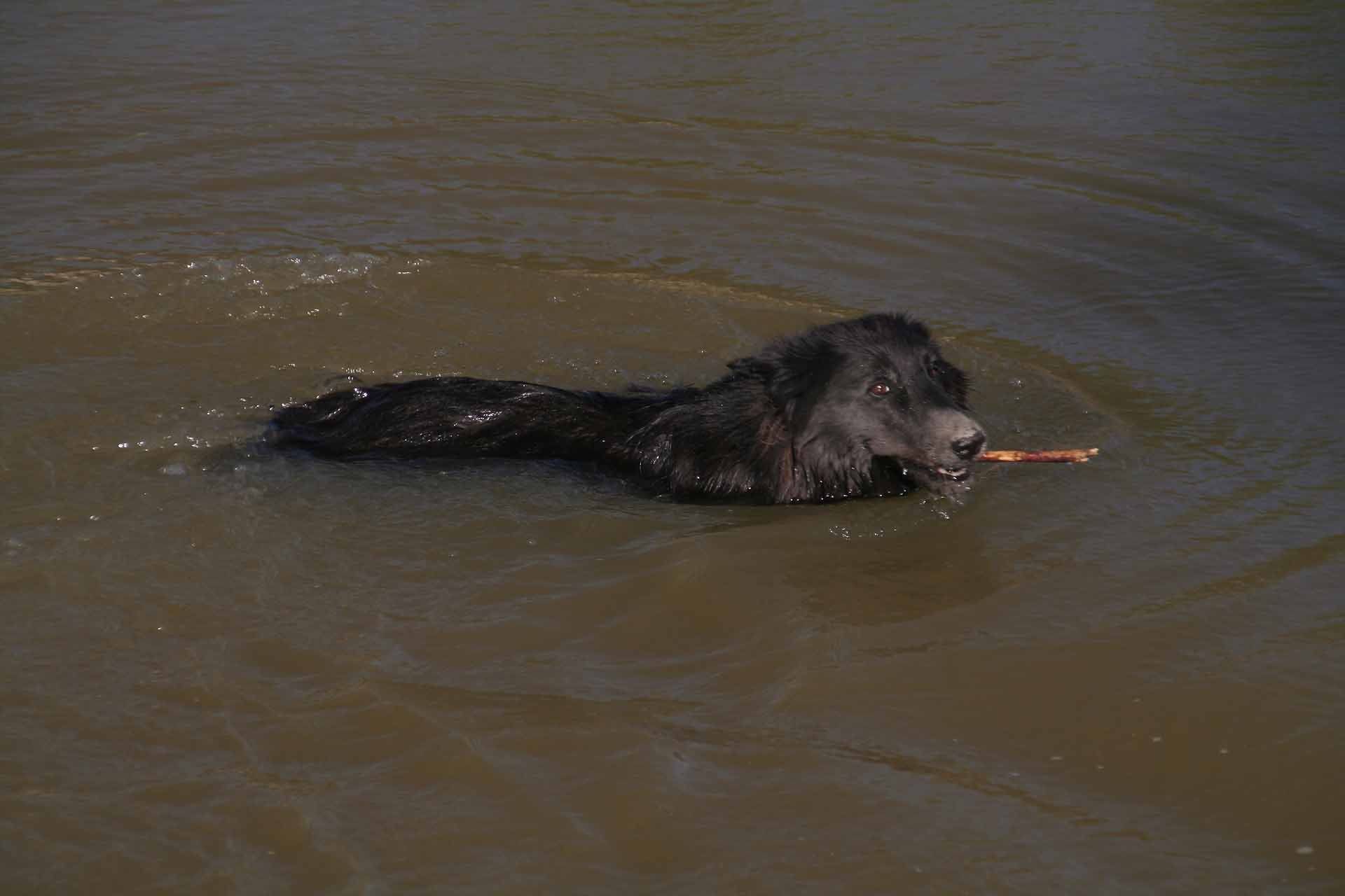 West Texas - Im Big Bend Ranch Statepark. Der Grenzfluss bietet unserem Hund willkommene Abkühlung.
