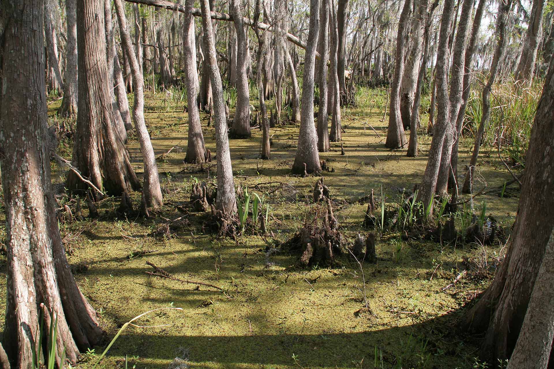 Louisiana, am Sabine River - Sumpflandschaft