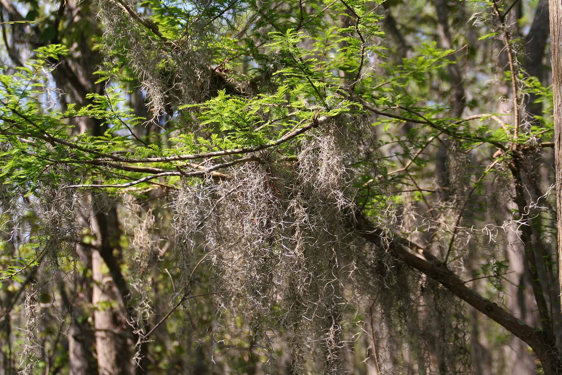 Louisiana, am Sabine River - Spanisches Moos