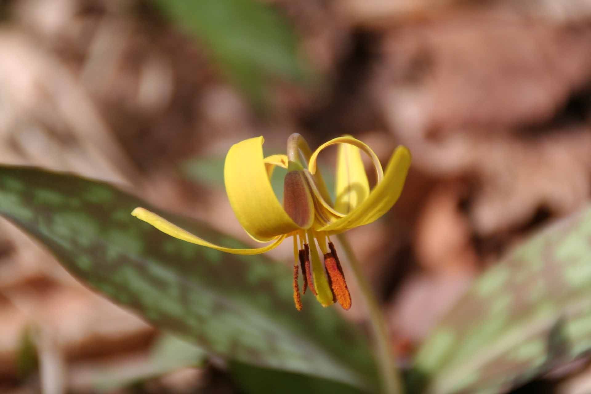 Salt Spring Statepark, Pennsylvania - Frühlingserwachen in den Appalachen