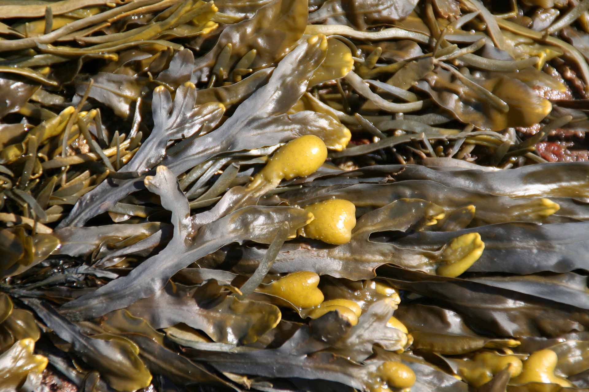 Fundy Nationalpark, New Brunswick - Die Herring Cove - Seetang