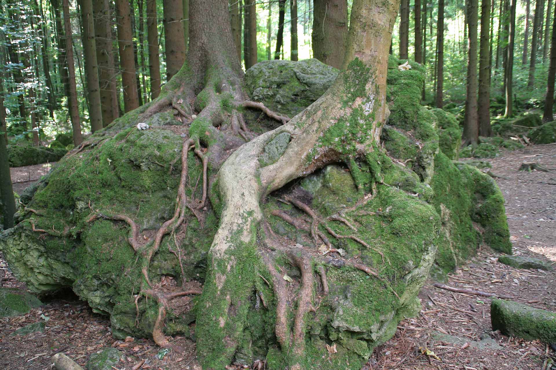 Der Druidenhain bei Wohlmannsgesees