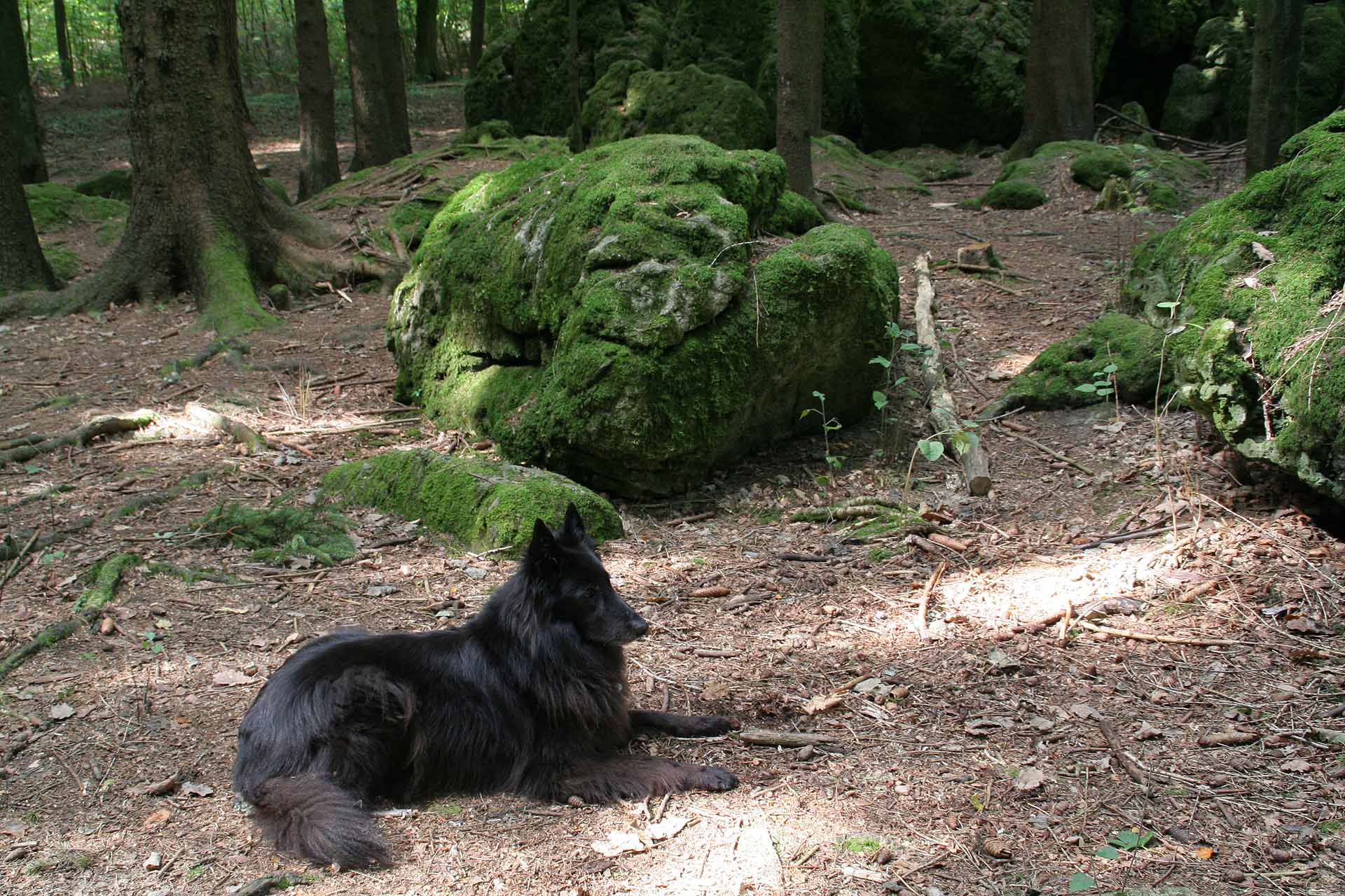 Mit Kindern und Hunden kann man hier herrlich Verstecken spielen