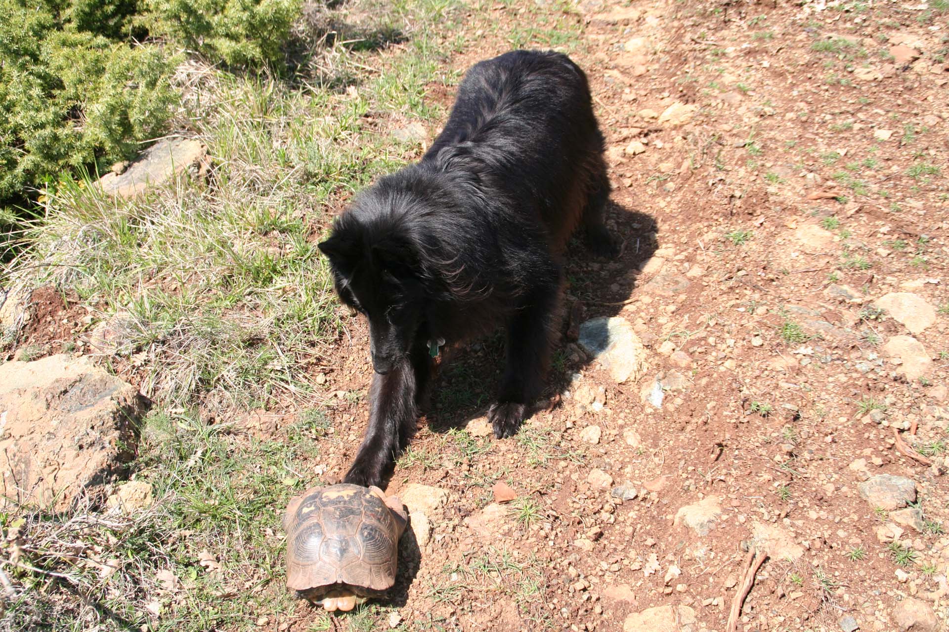 Eyleens Griechenland-Spaß: Schildkröten aufspüren. (Wir haben sie alle wieder auf die Füße gestellt!)