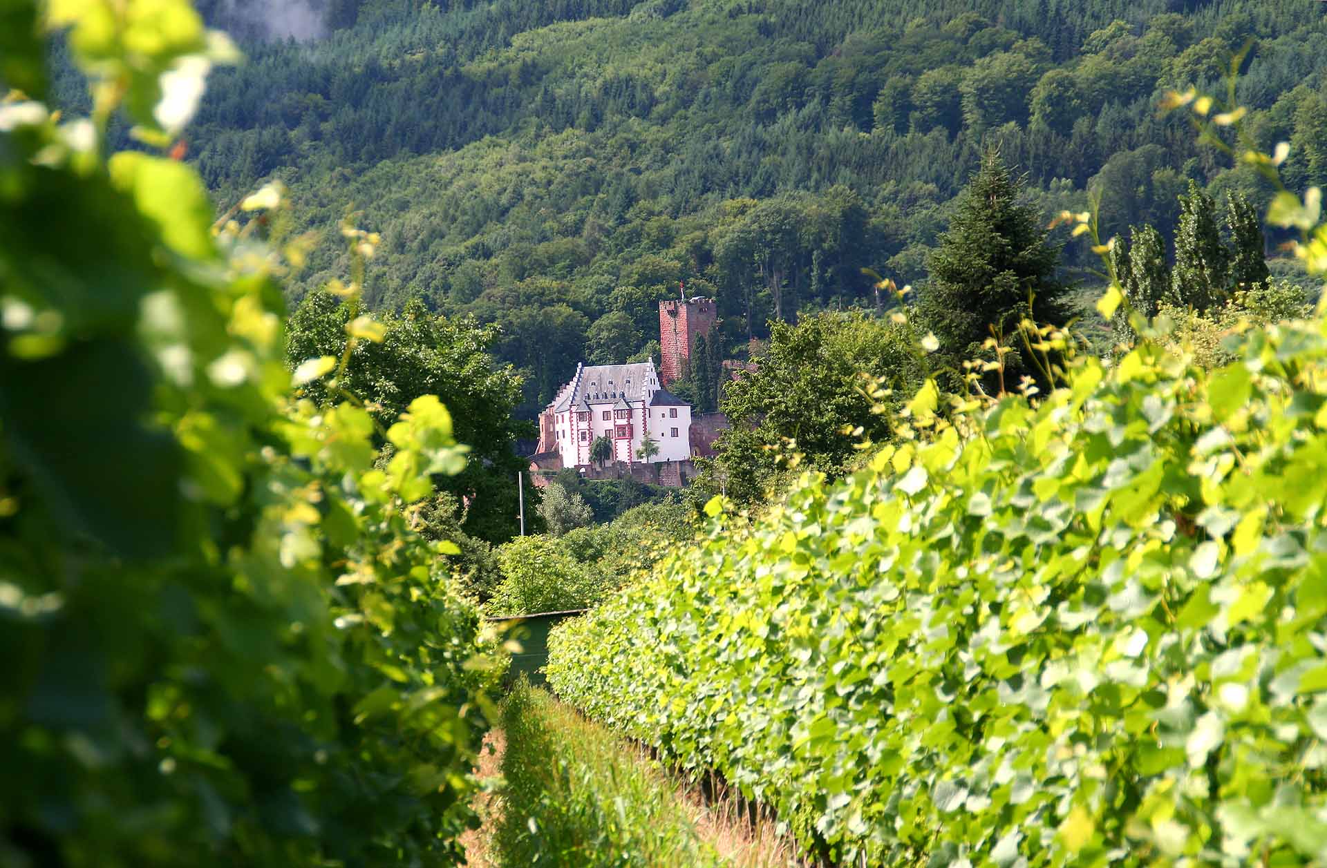 Blick durch Weinstöcke auf Miltenberg am Main