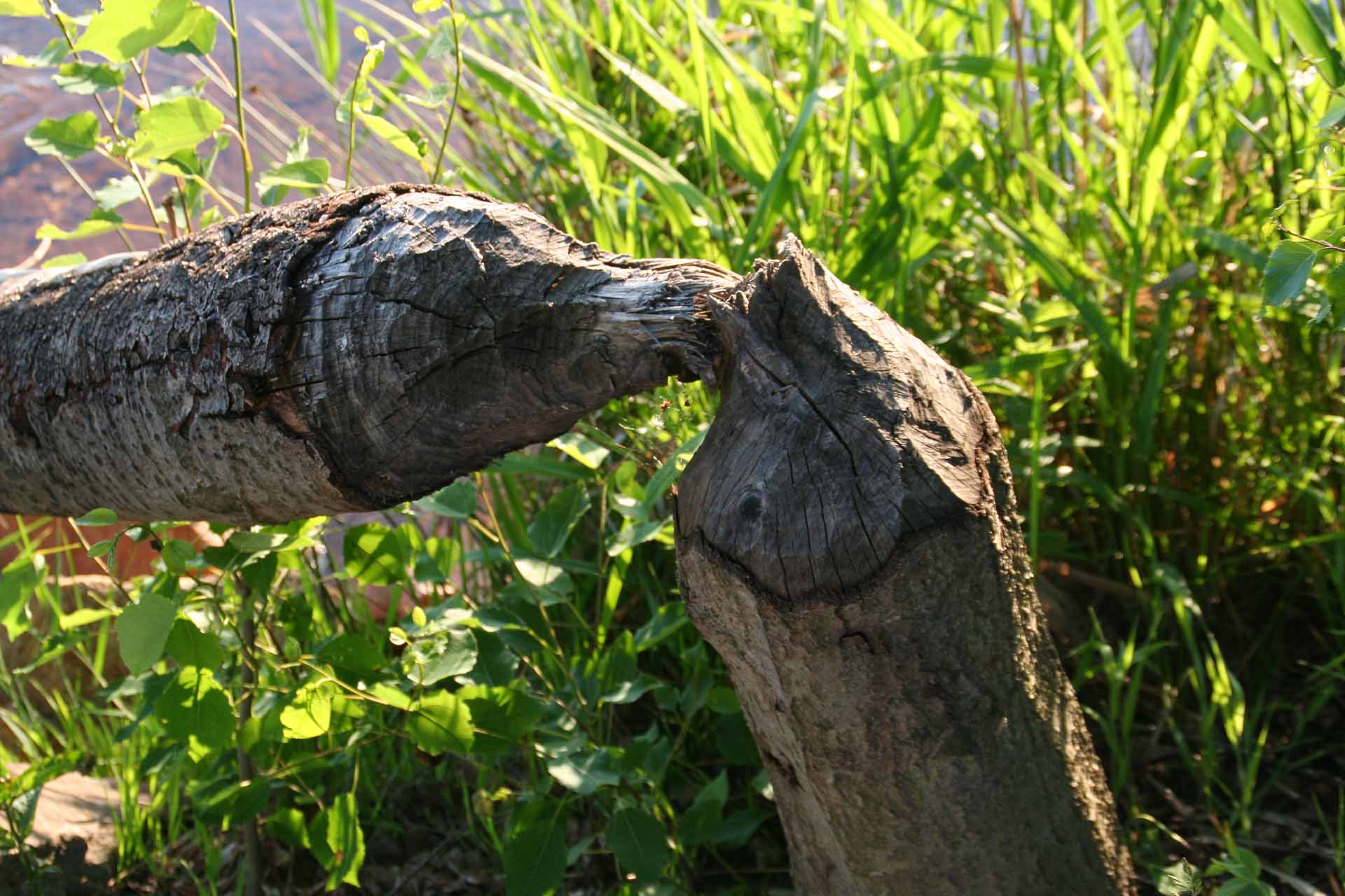 Rund um den Steinberger- und Knappensee sind eifrige Biber am Werk