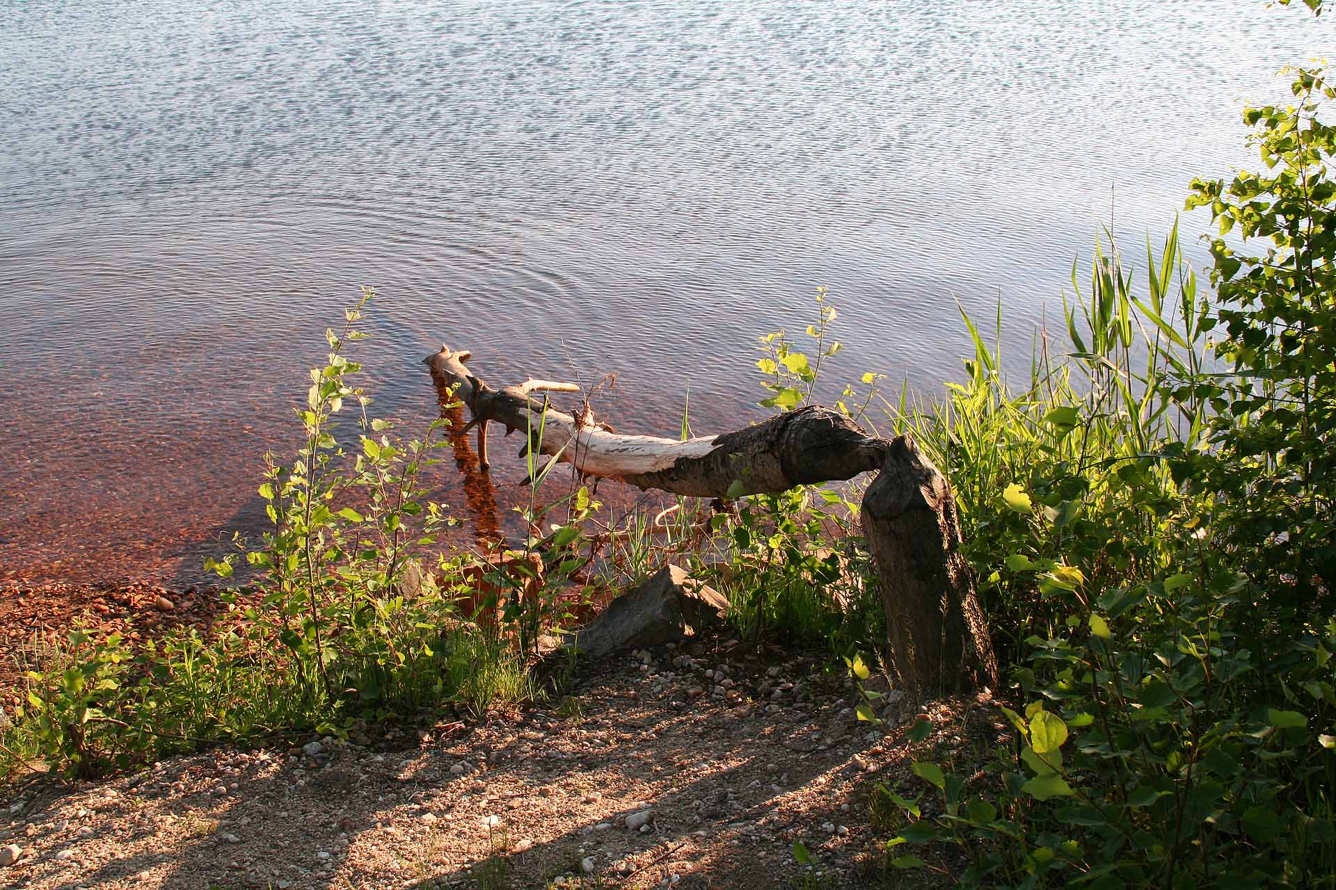 Rund um den Steinberger- und Knappensee sind eifrige Biber am Werk