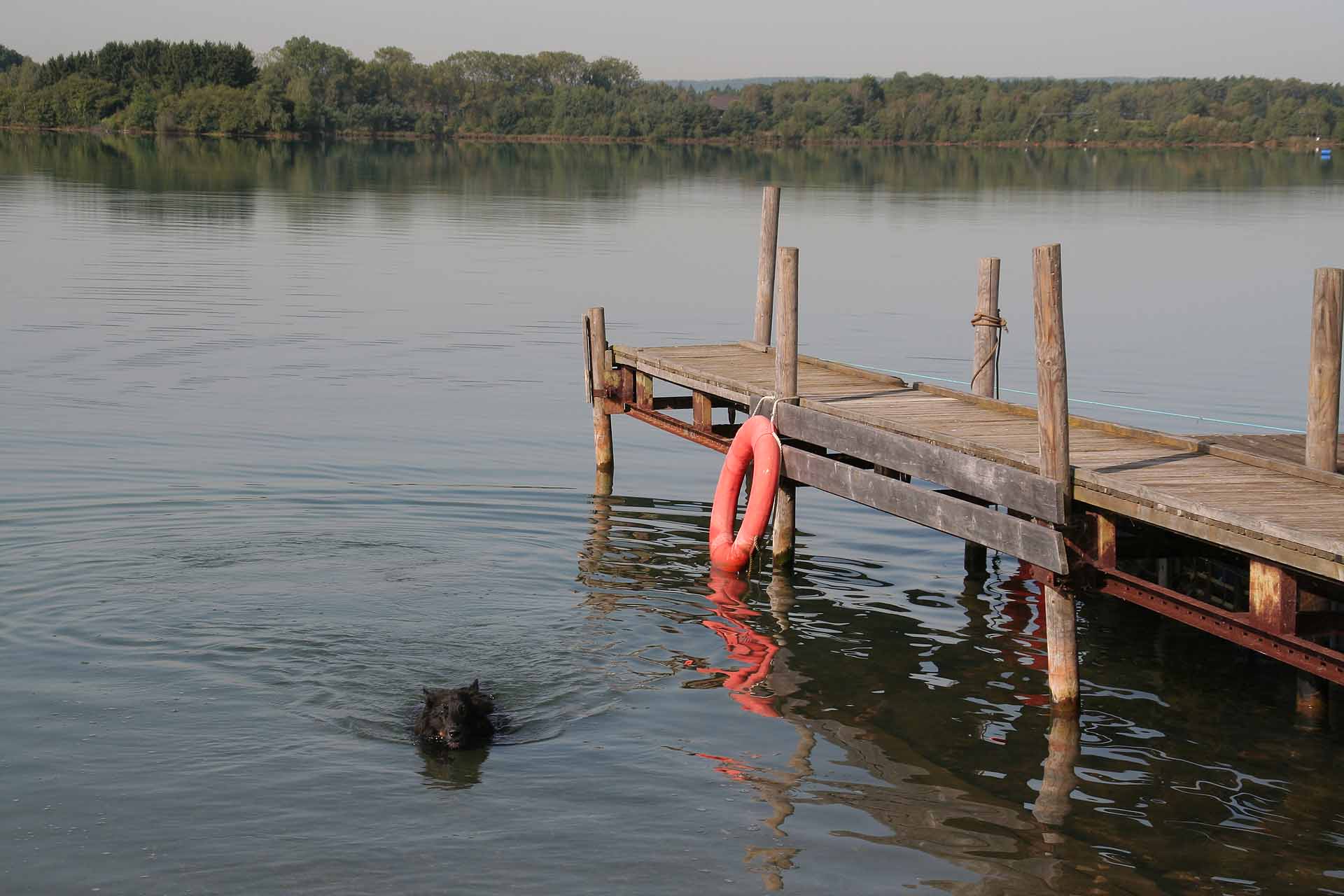 Am Steinberger See - Das ist nicht der Biber, sondern unser Hund