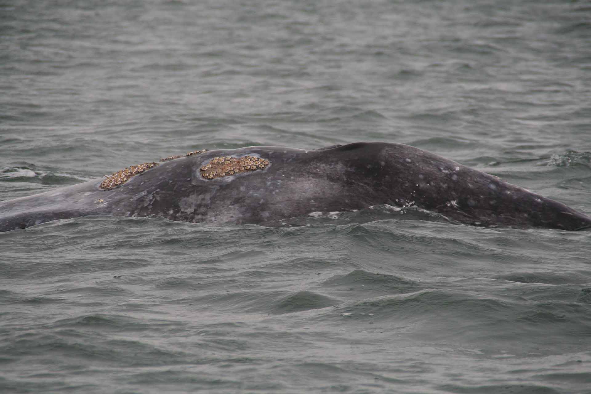 Baja California, Mexiko - Laguna Ojo de Liebre- In der flachen, geschützten Lagune bringen die Grauwale ihre Jungen zur Welt